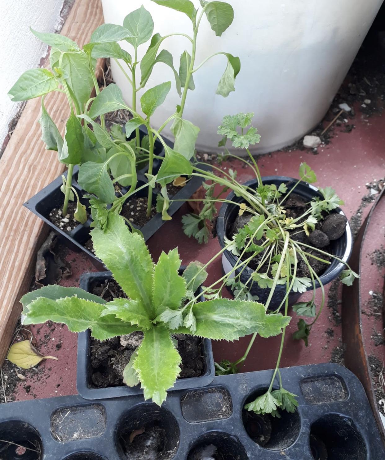 Can this parsley plant be saved? r/gardening