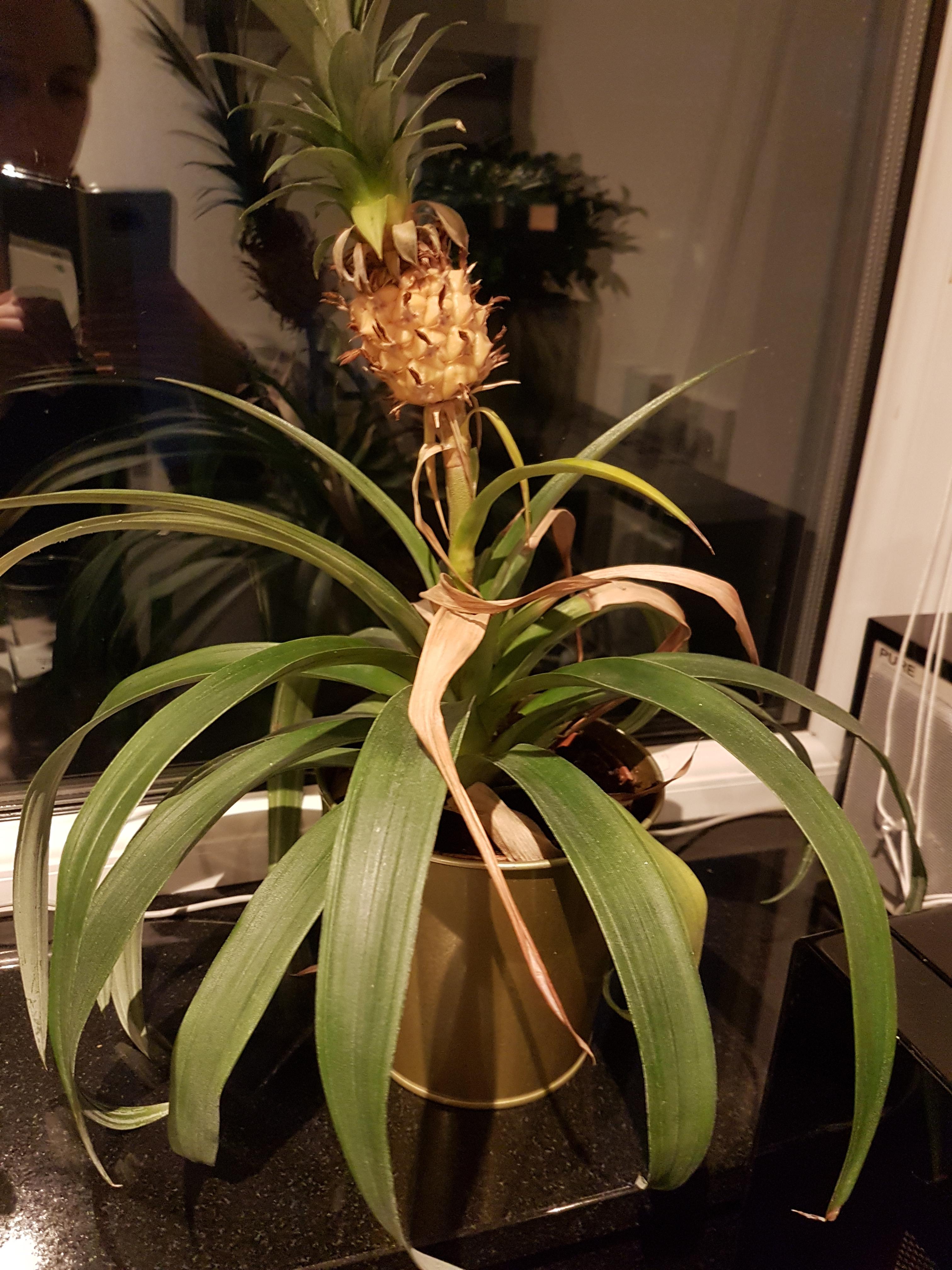 Dying pineapple r/plantclinic