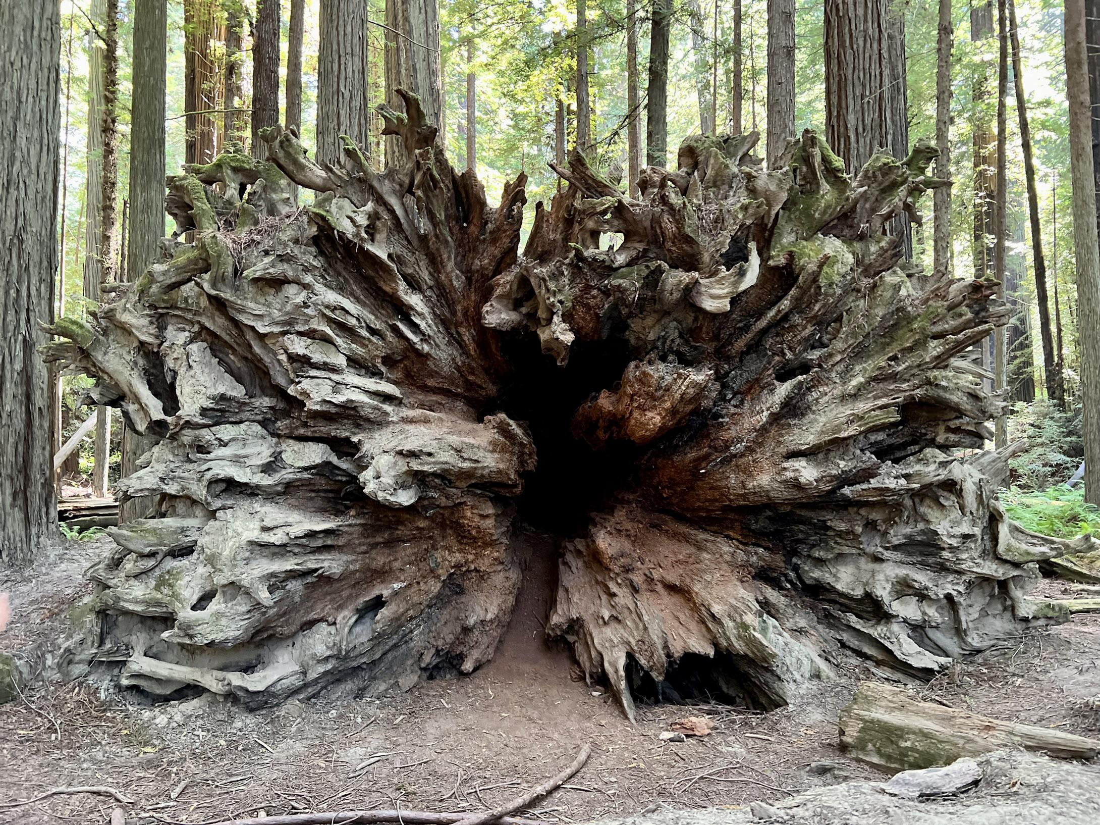 This root structure of a redwood off the Avenue of the Giants, in