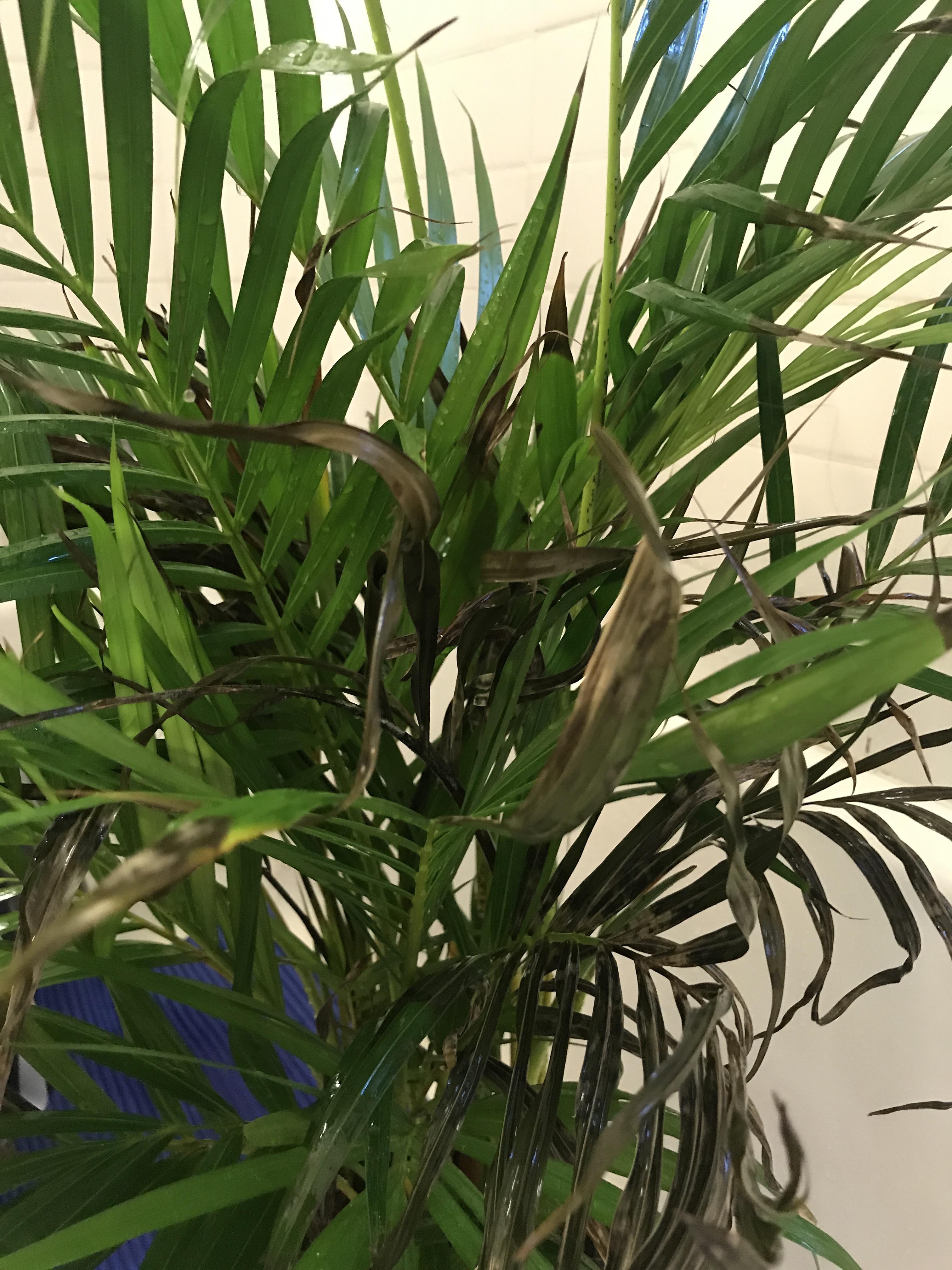 Our parlour palm's leaves are turning black! ( I have a water meter