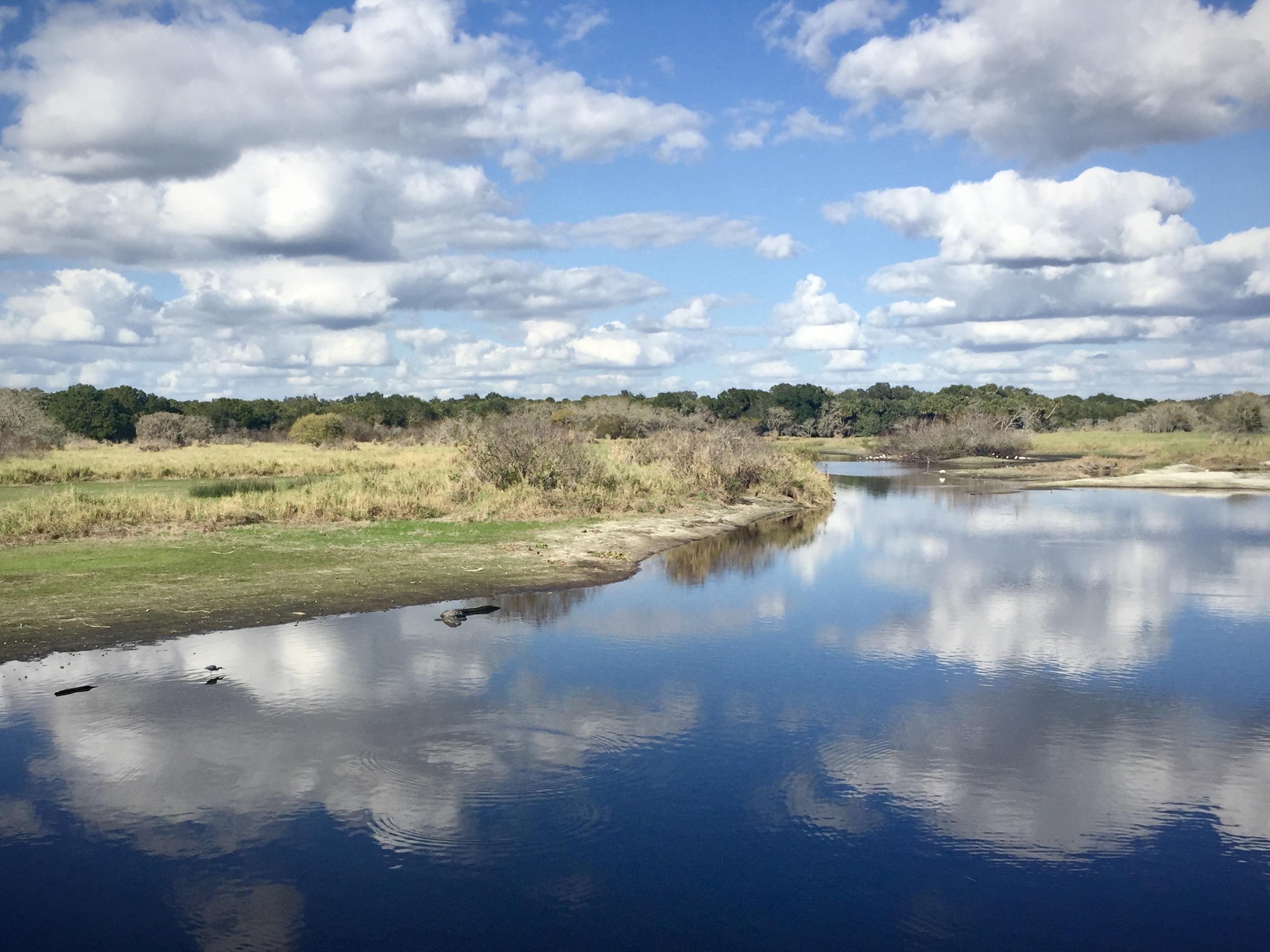 Myakka River State Park, Florida. Can you spot the gators? [OC] [4032 x