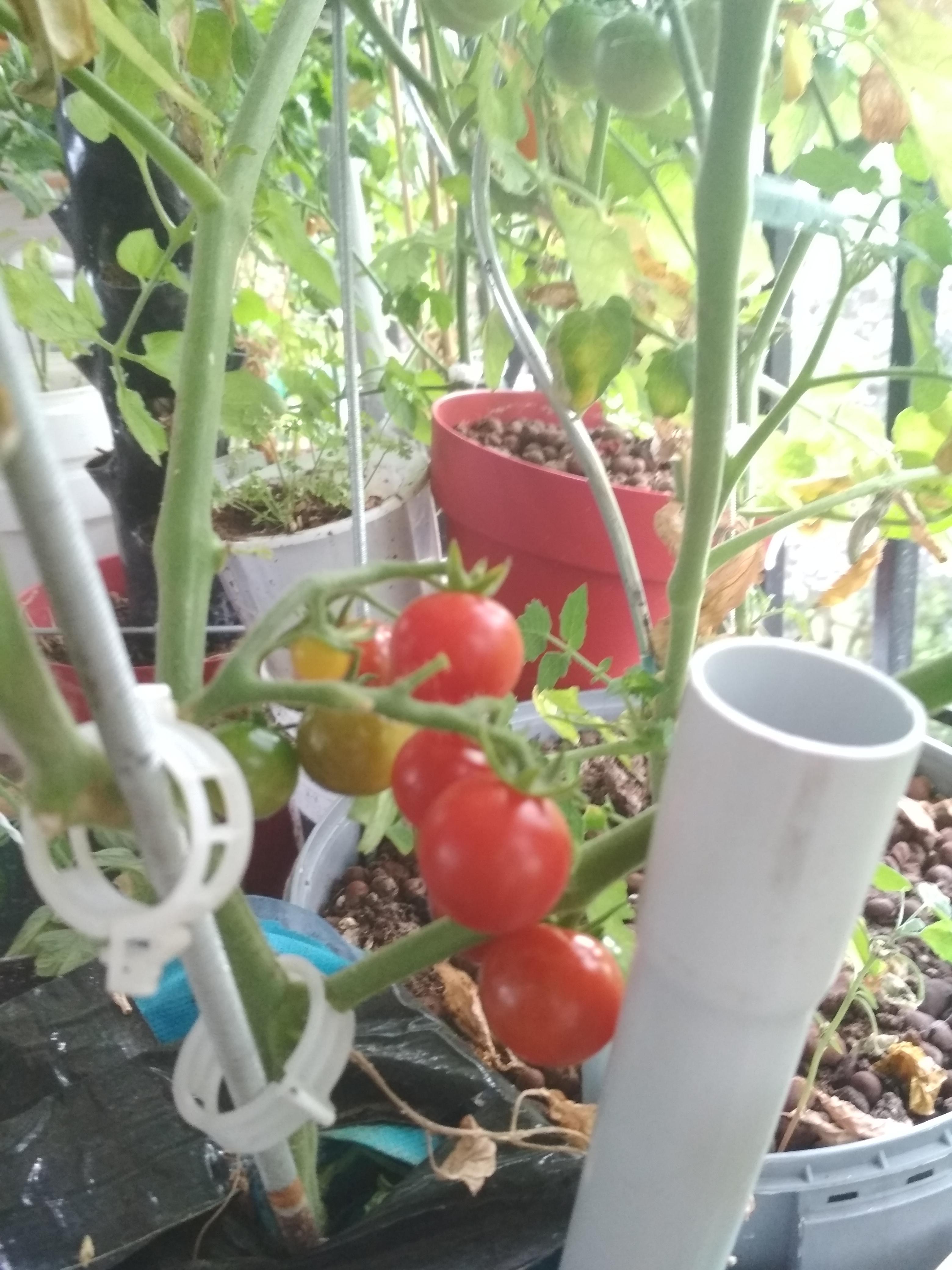 My cherry tomatoes finally changing color (growing in paint buckets on