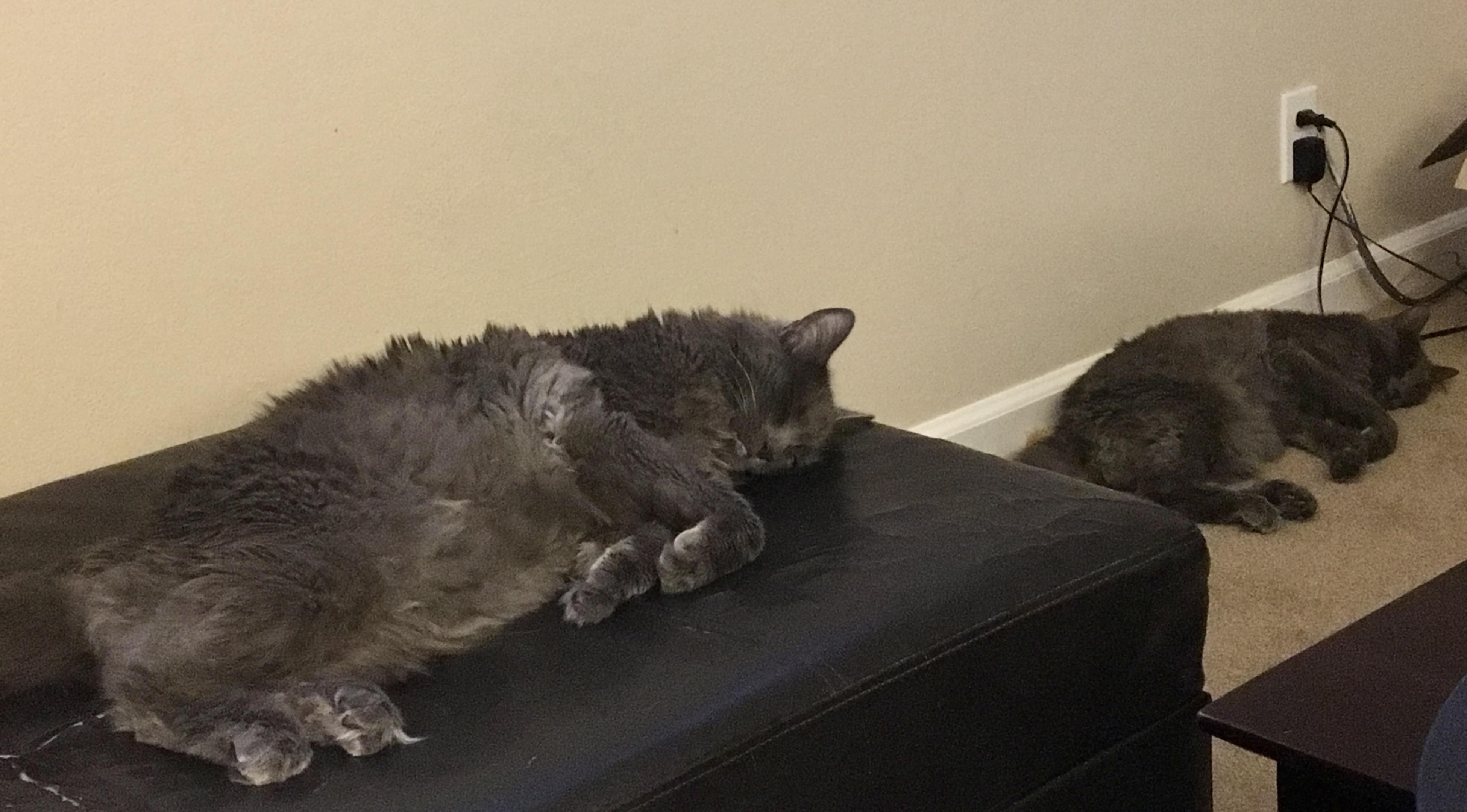 Can you tell they’re littermates? r/GlitchInTheMatrix