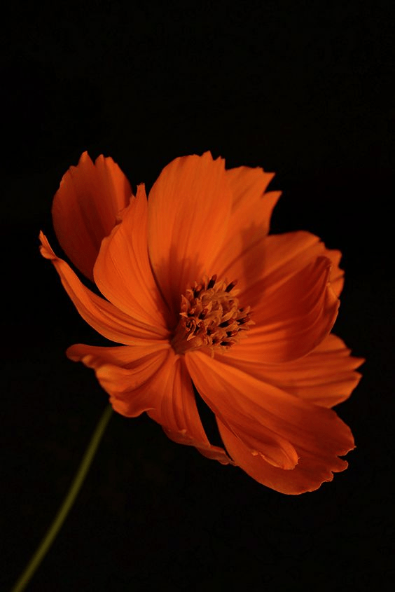 What flower is it? r/flower