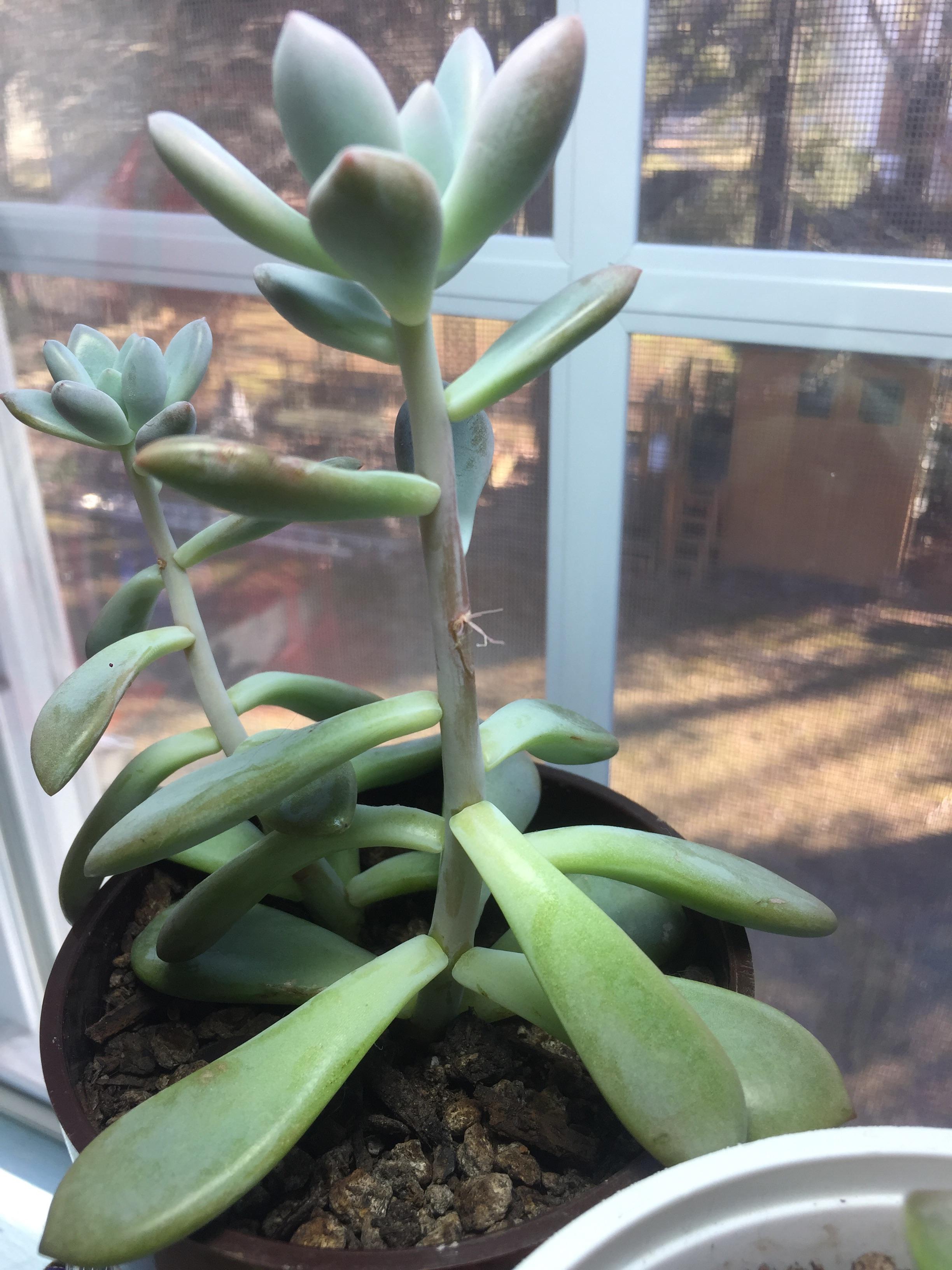 Is my succulent growing roots from where a leaf was
