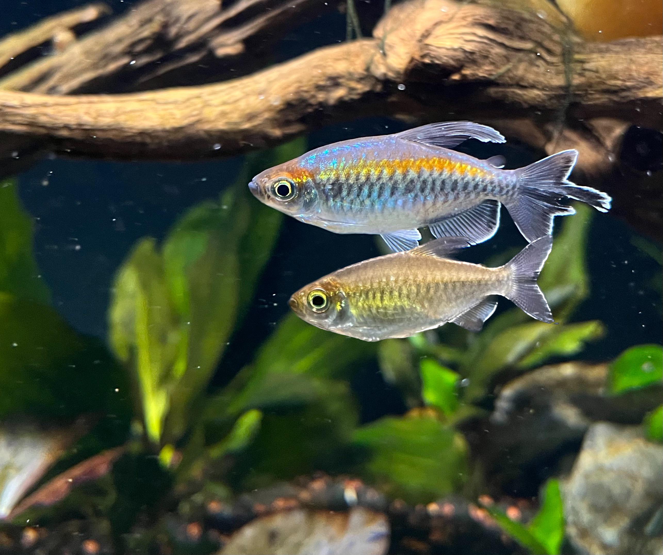 Congo Tetras male & female r/Aquariums