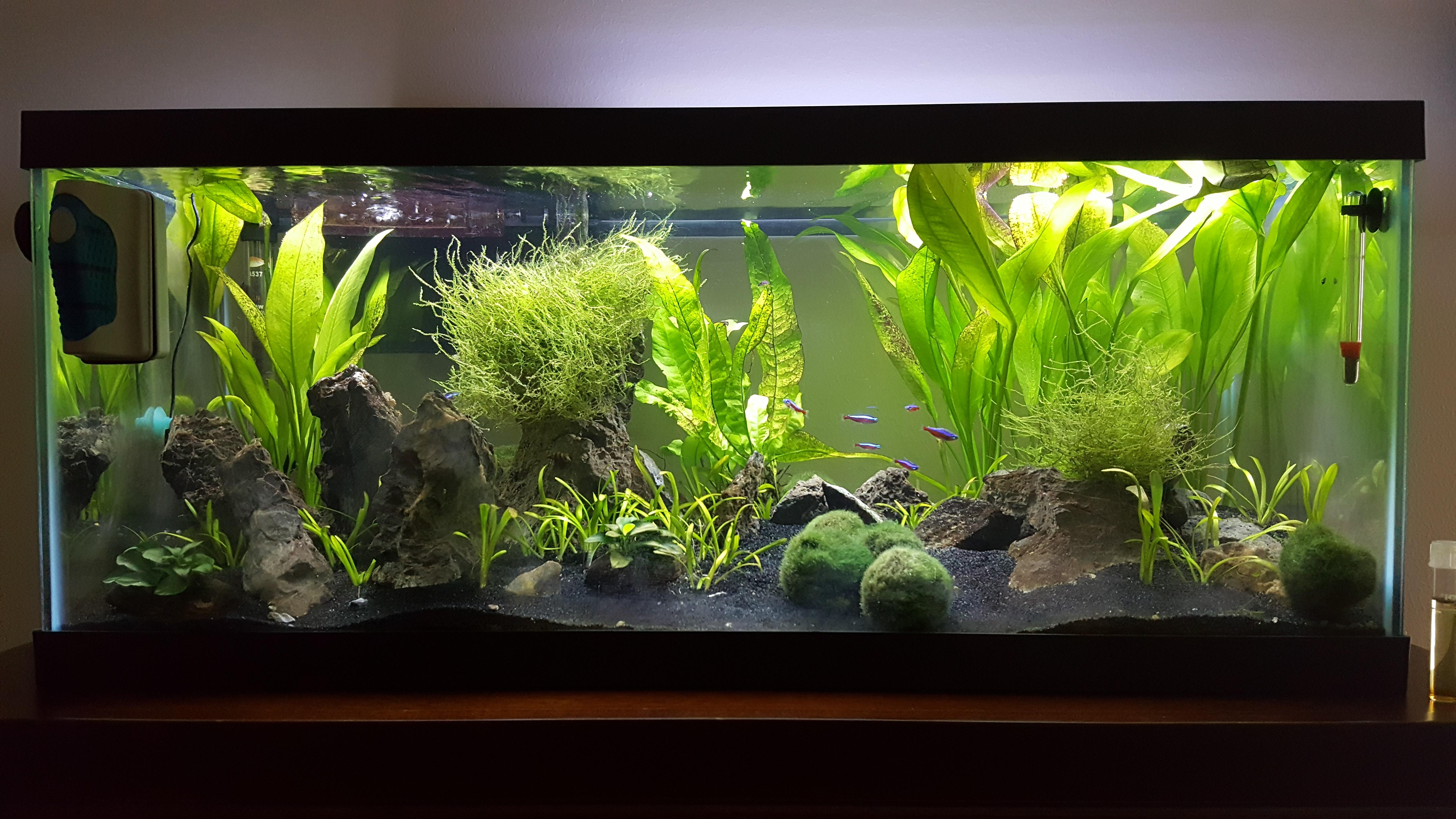 My 20 gallon long with seiryu stones r/PlantedTank