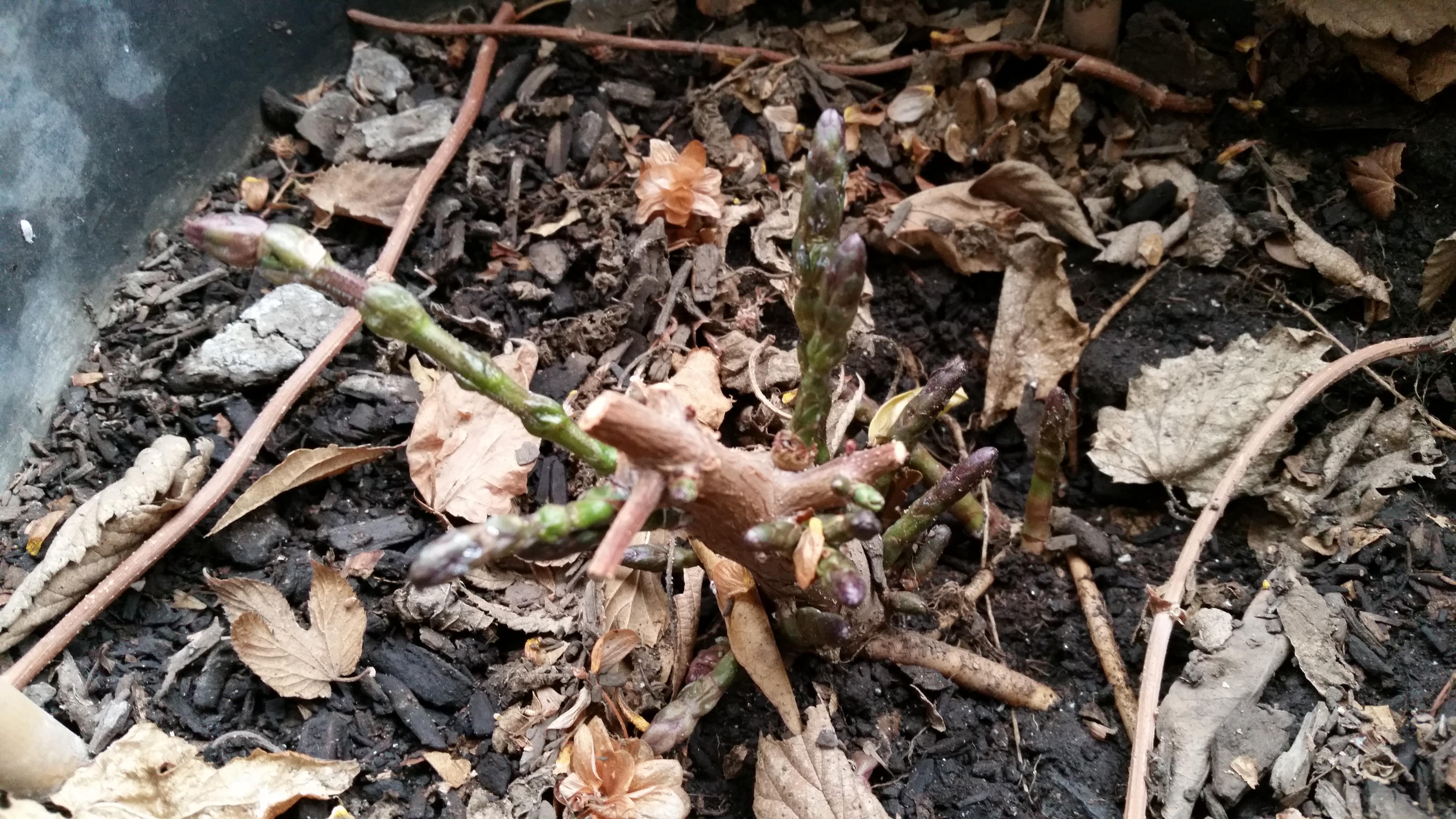 This is the current state of my hop plant in the dead of winter. Is it