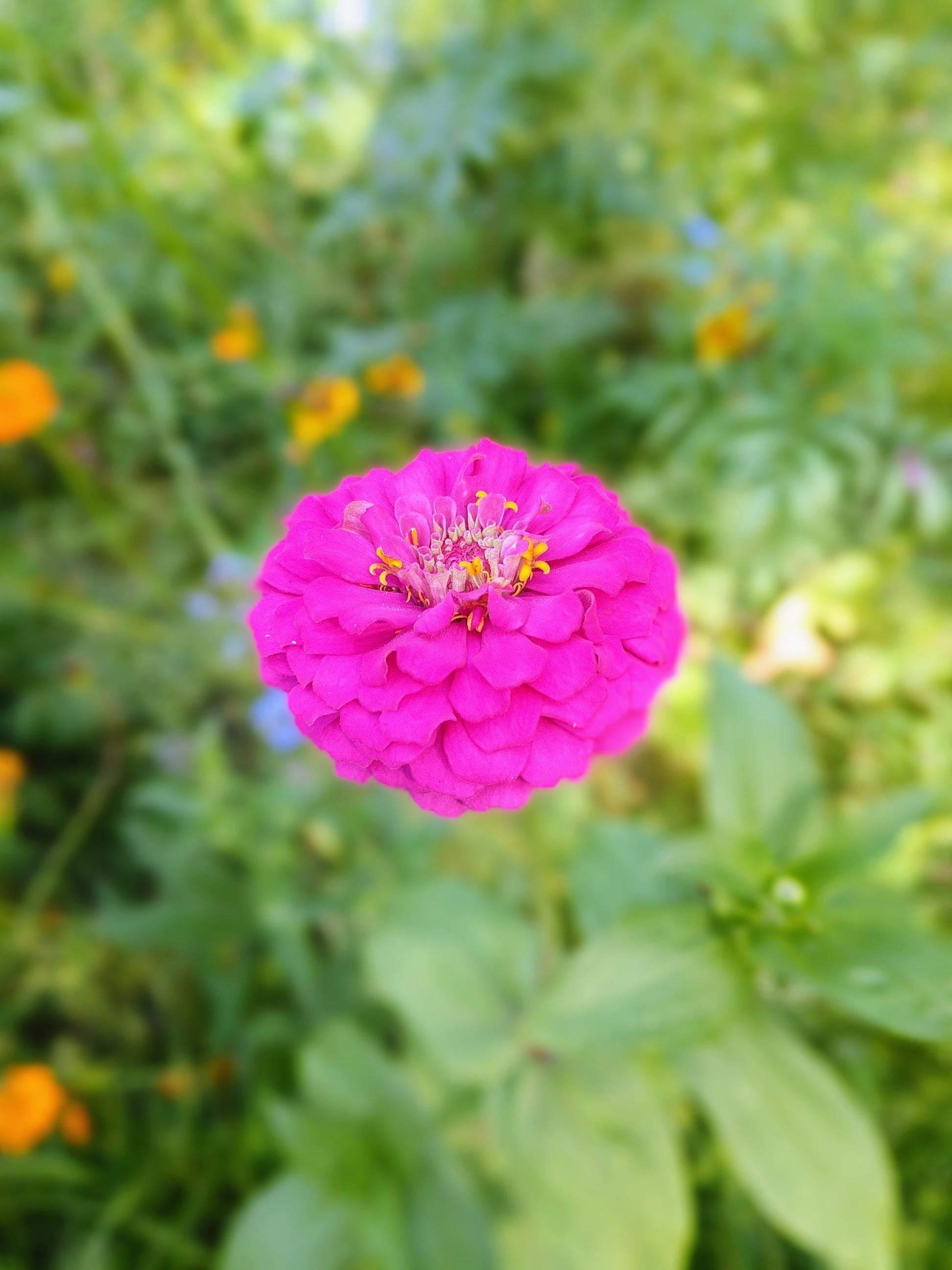 Wildflower growing in my backyard gardening