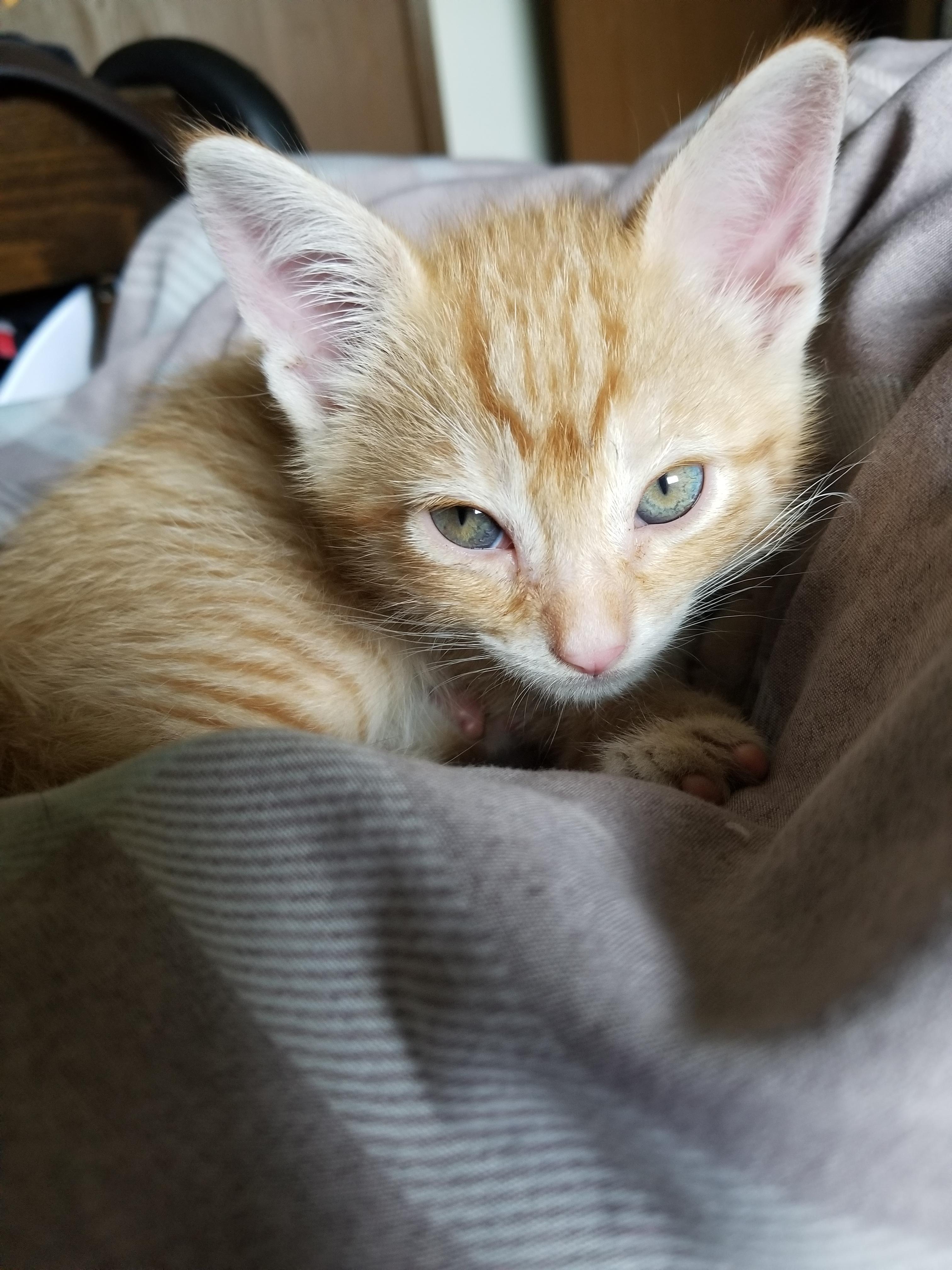 You can see his kitten eye color transition. They are now a beautiful