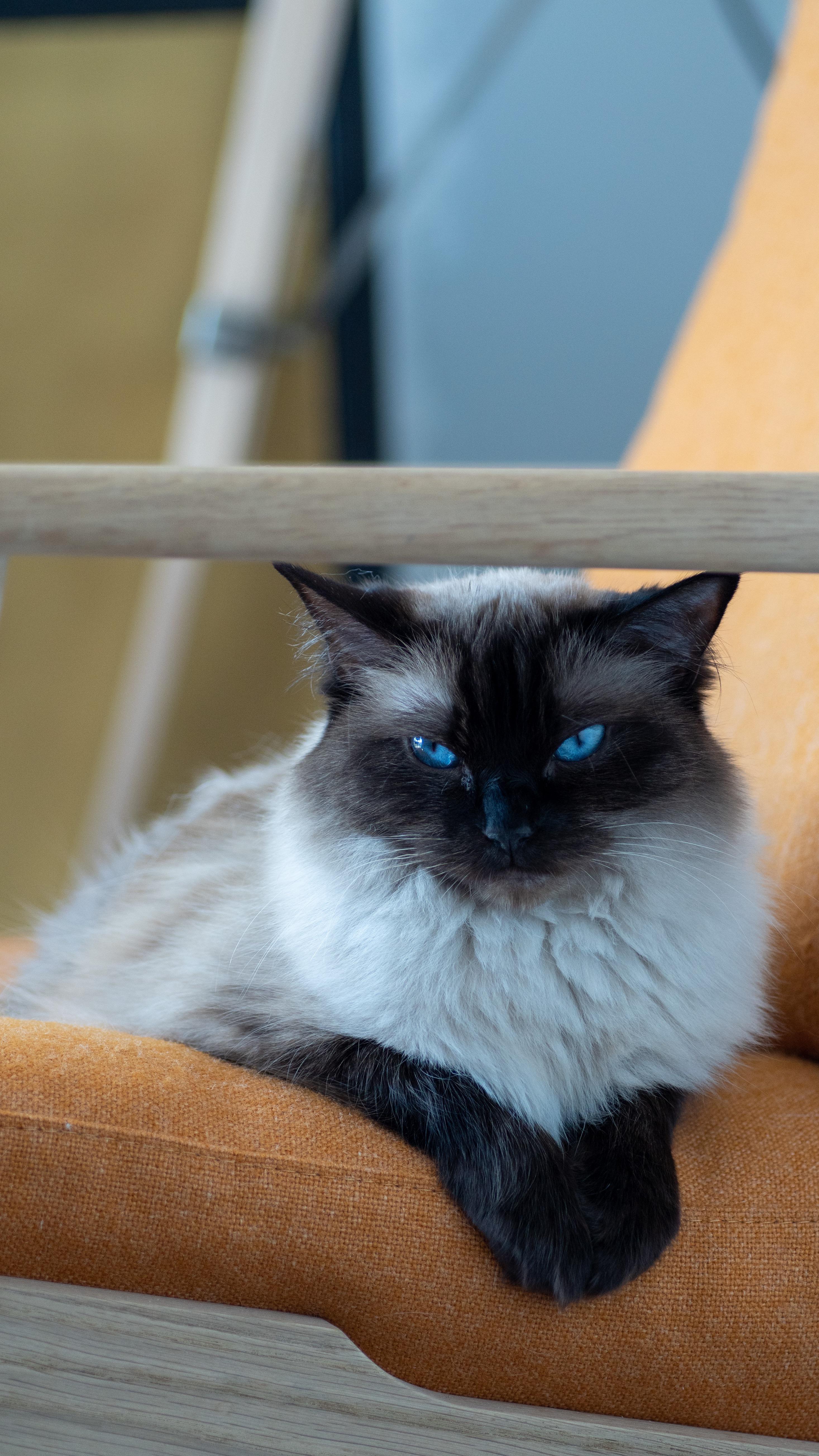 Our little dumb dumb r/ragdolls