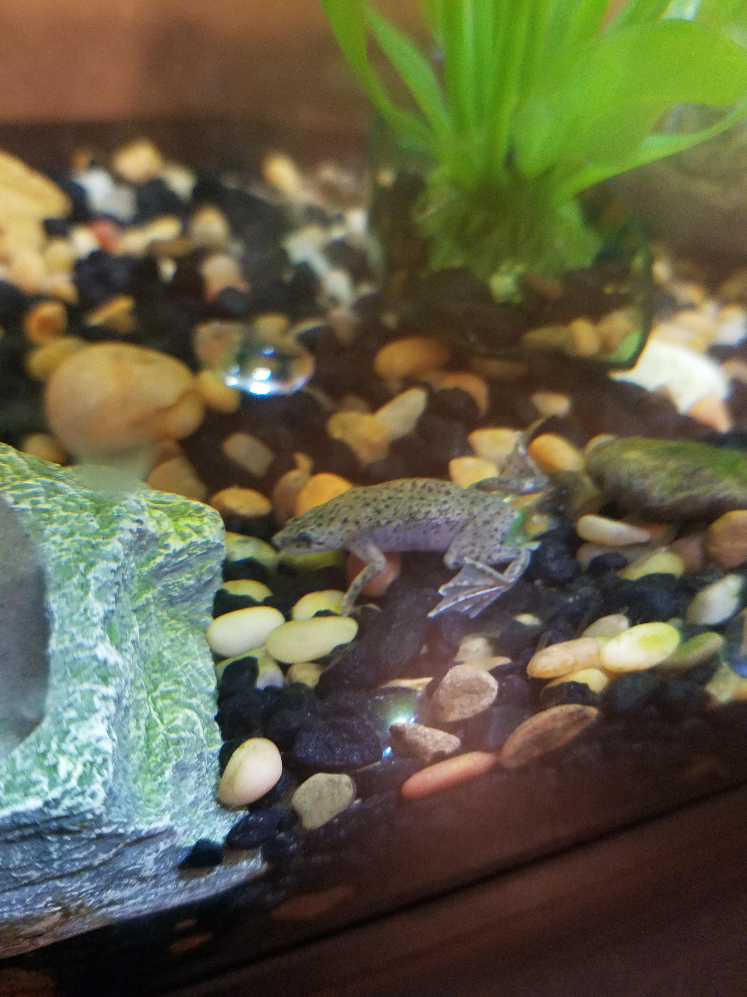 Here is Phillip, my african dwarf frog r/aquarium