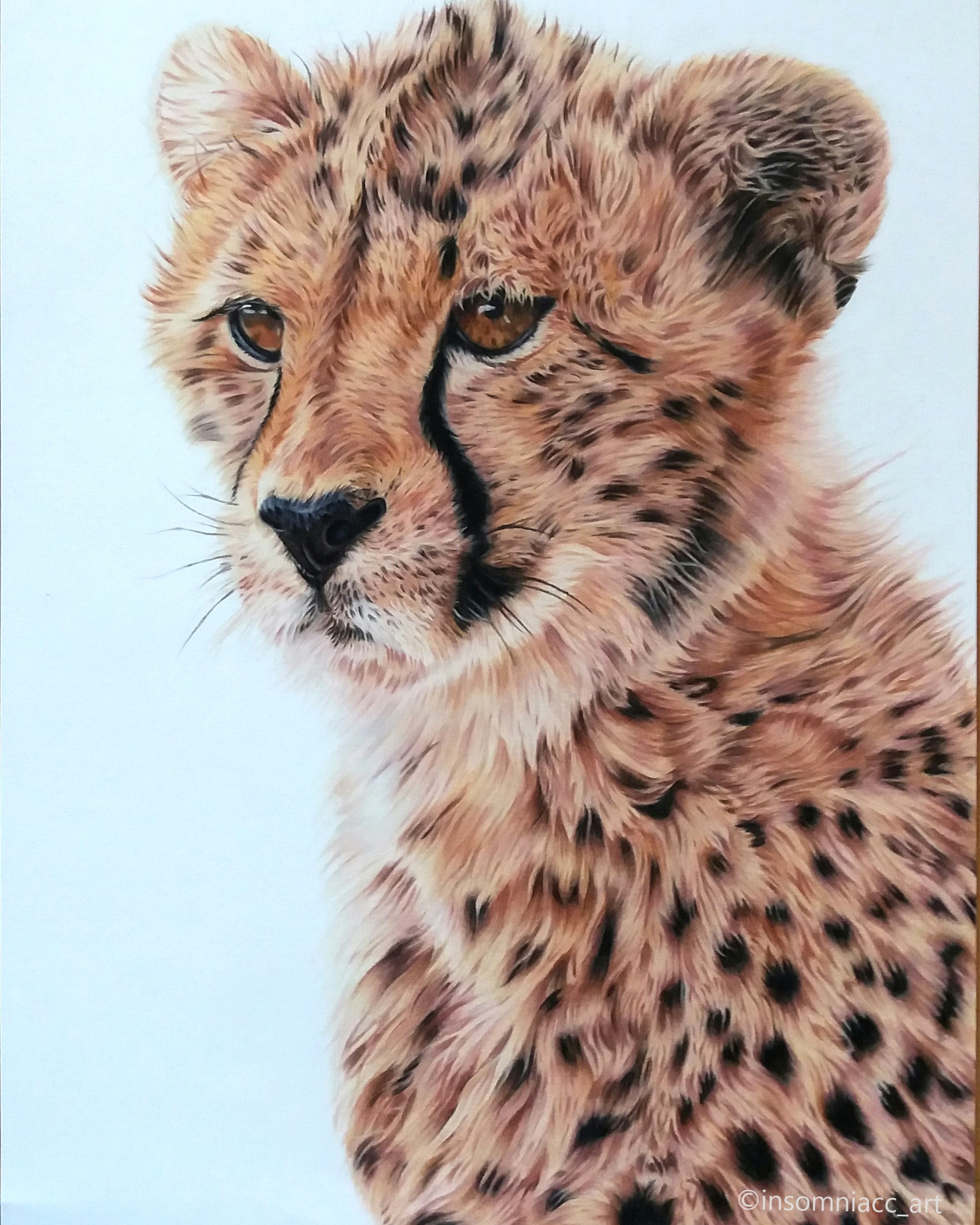 Cheetah, coloured pencils, one of the most challenging pieces I've ever