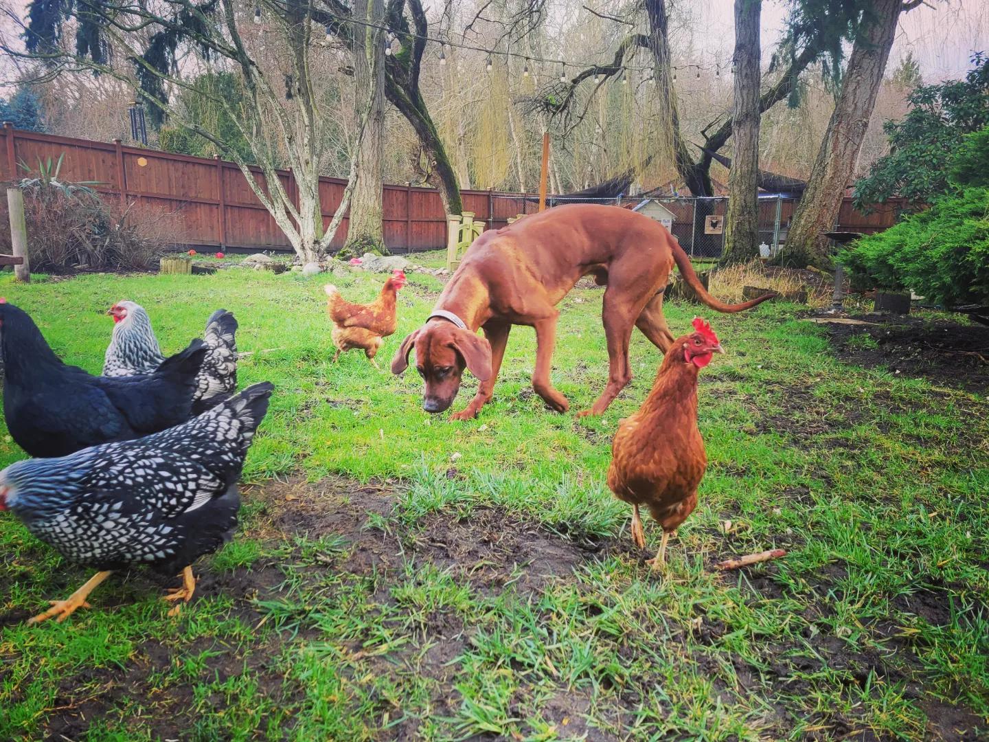 'Cleaning' up after the chickens.. RhodesianRidgebacks