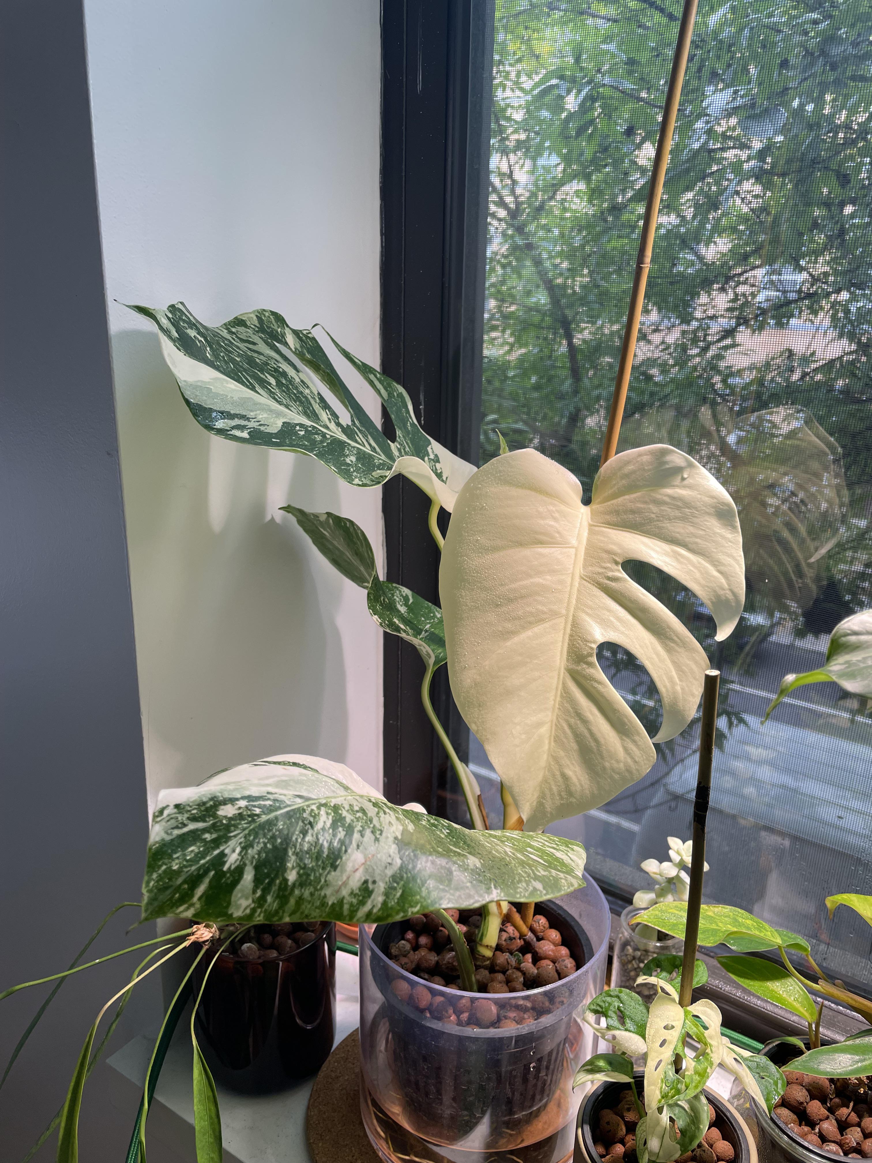 How do I get my plant leaves to hang downwards (like the all white leaf