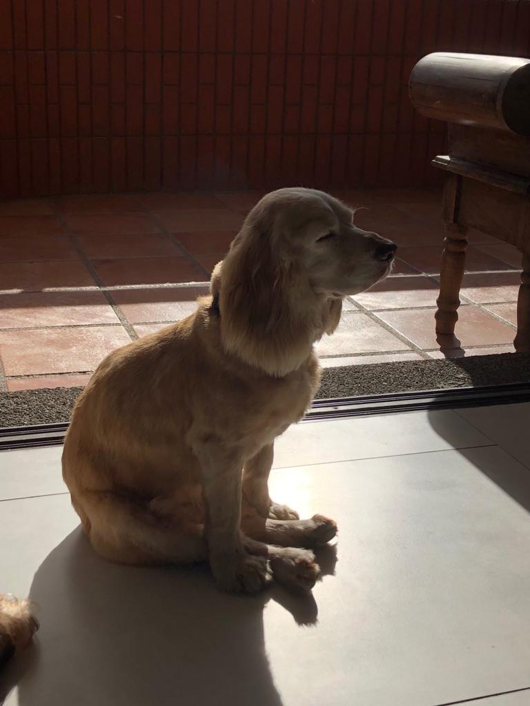 My dog doesn’t know how to sleep properly, help. r/AnimalsBeingDerps