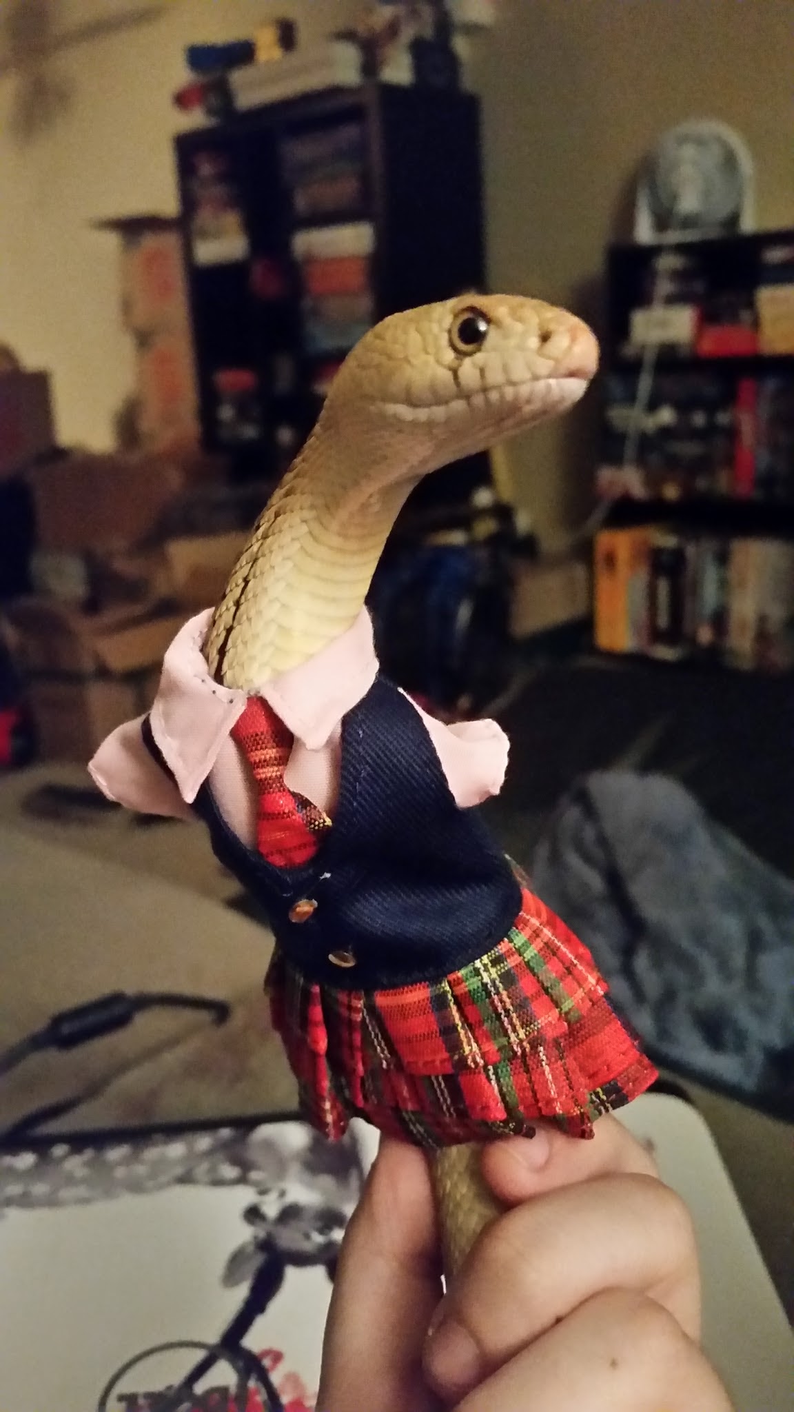 PsBattle Snake Wearing Clothes
