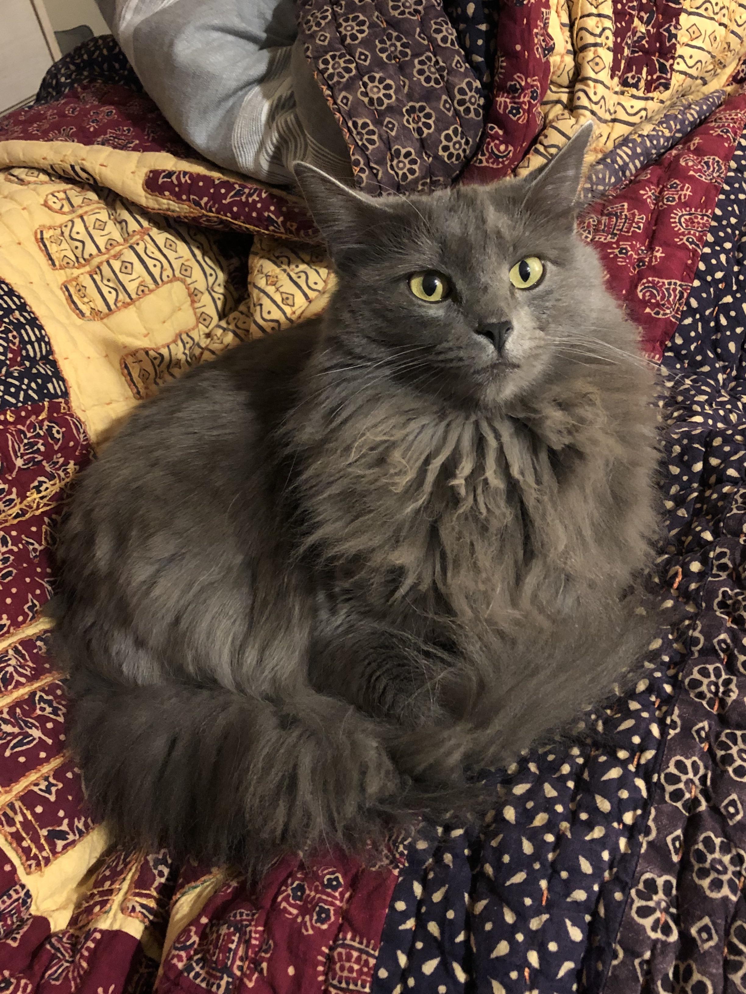 Marceline, our 2 year old child, hogging the blankets. r/nebelung