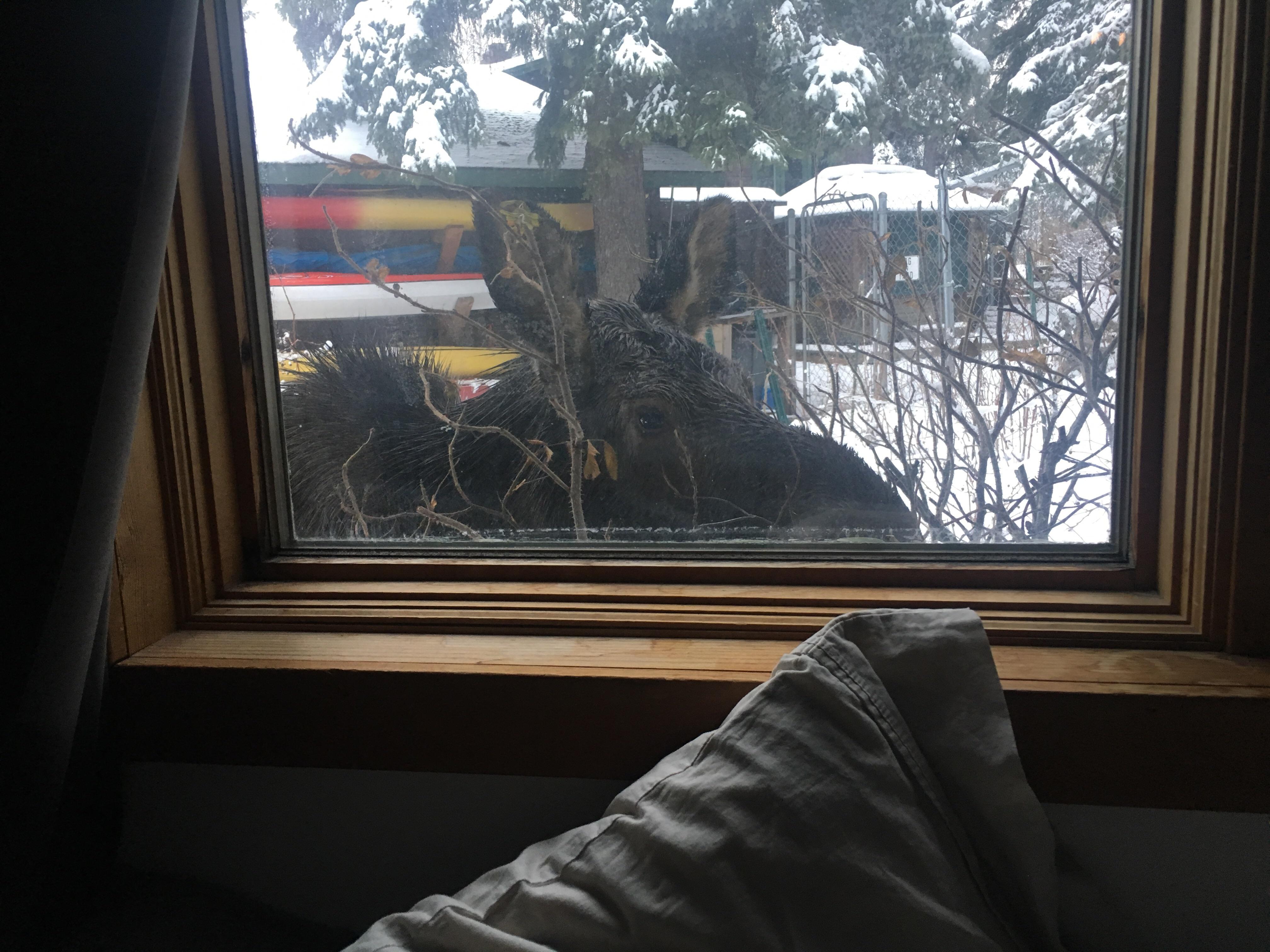 Good morning Alaska r/alaska