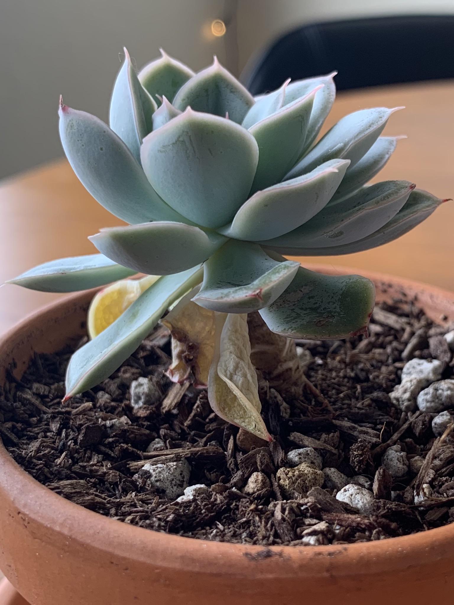 Why are the leaves at the bottom of my echeveria yellow and withering