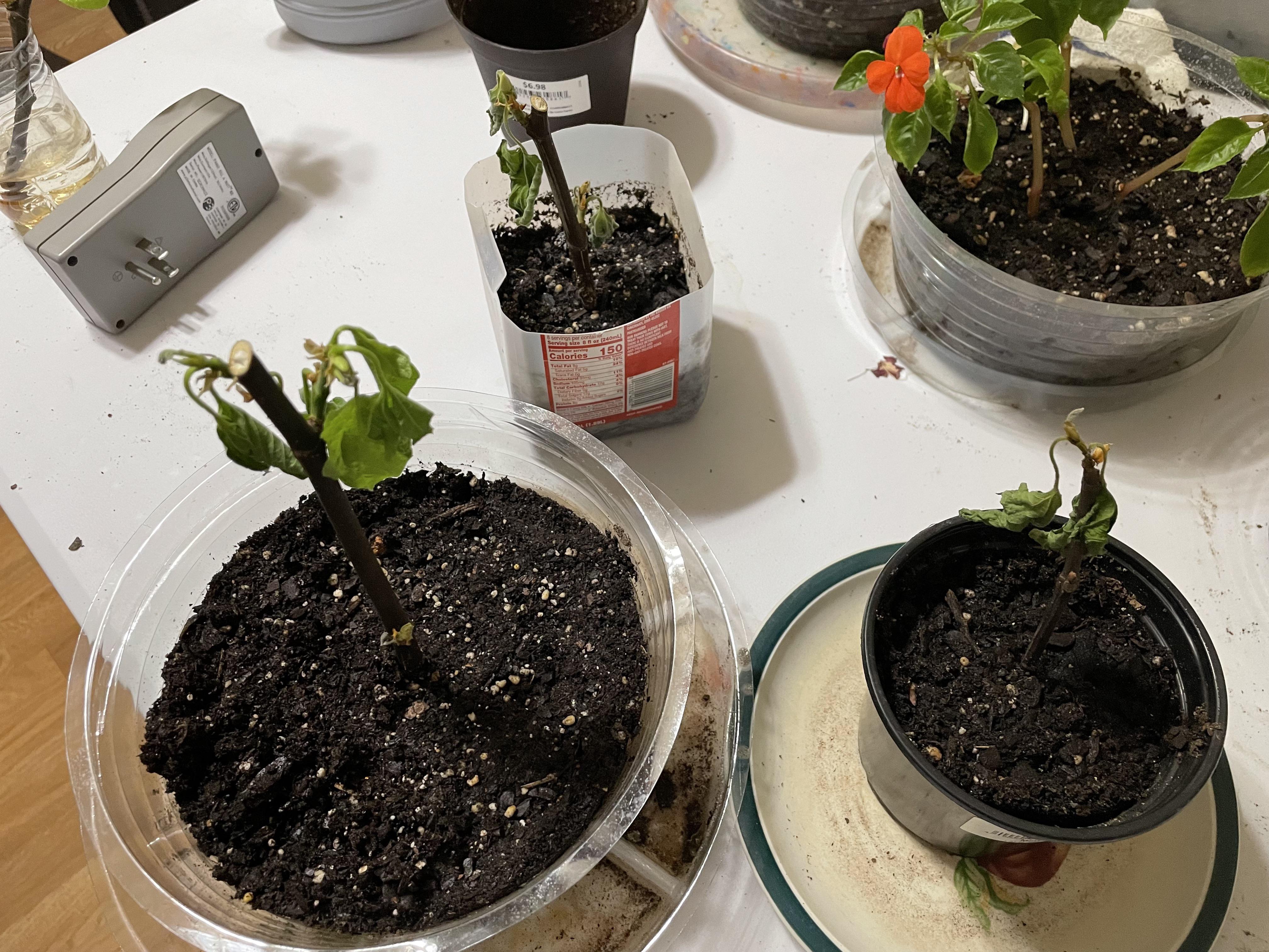 Three fig plants moved from water to soil are rapidly wilting. Thought