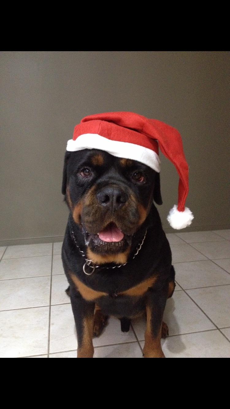 Merry Christmas all Rottweilers