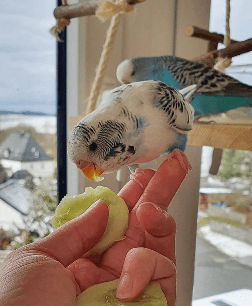 Coco is one cool cucumber behind bars r/Parakeets