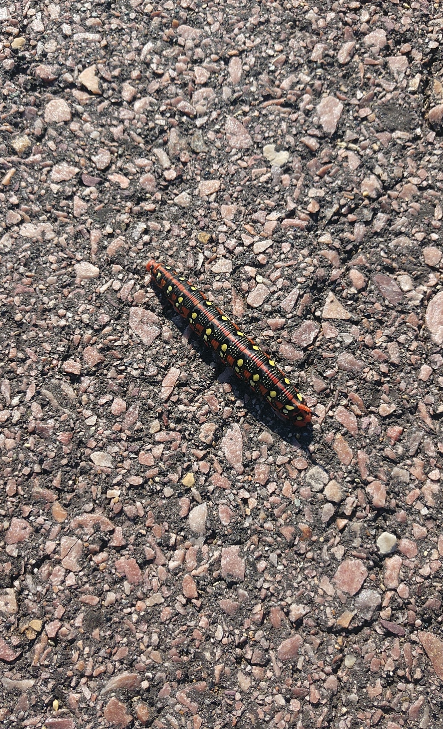 Caterpillar found on a walk this morning in South Dakota. Any ideas