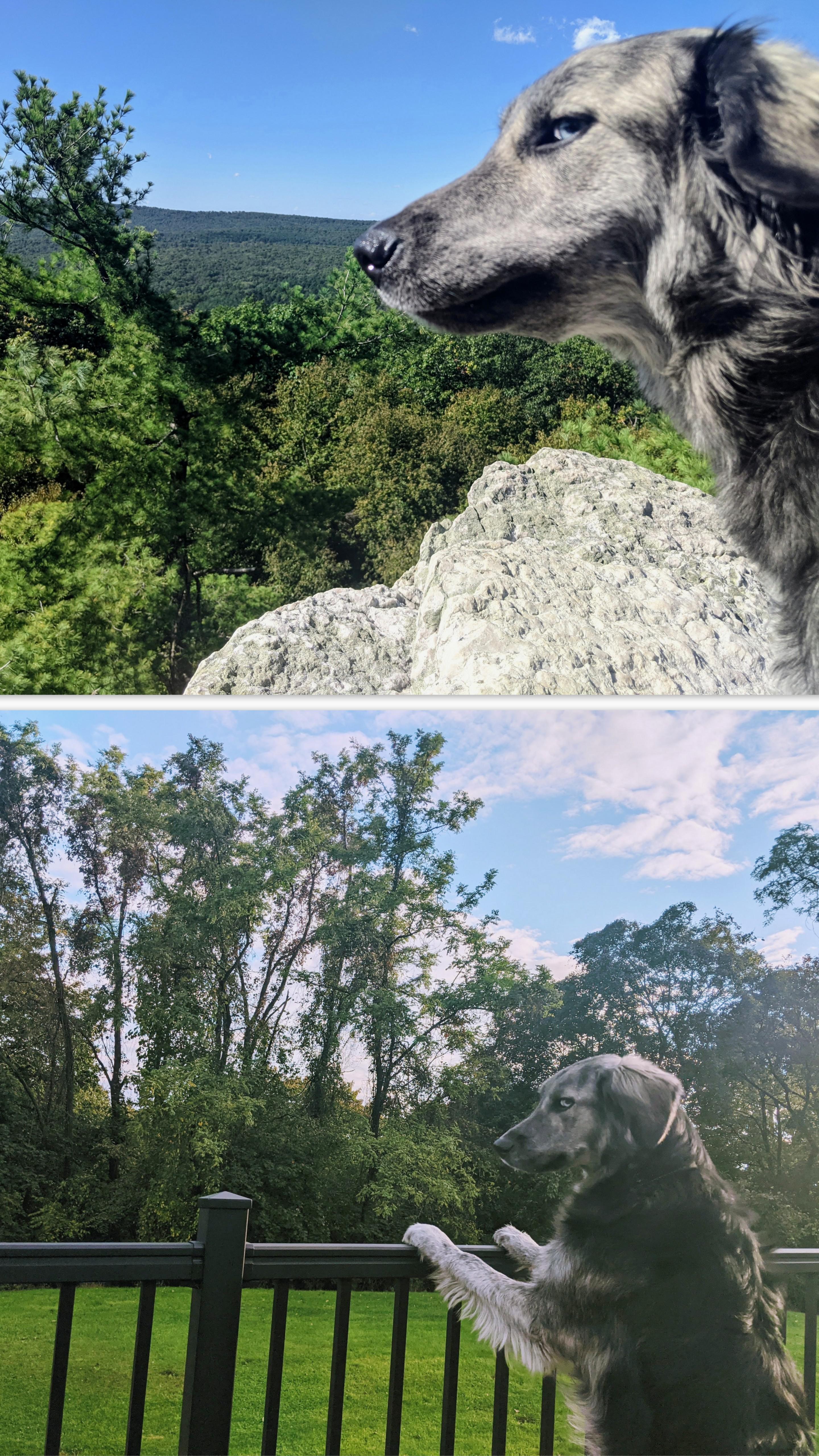 Best Companion Dog Posts Reddit