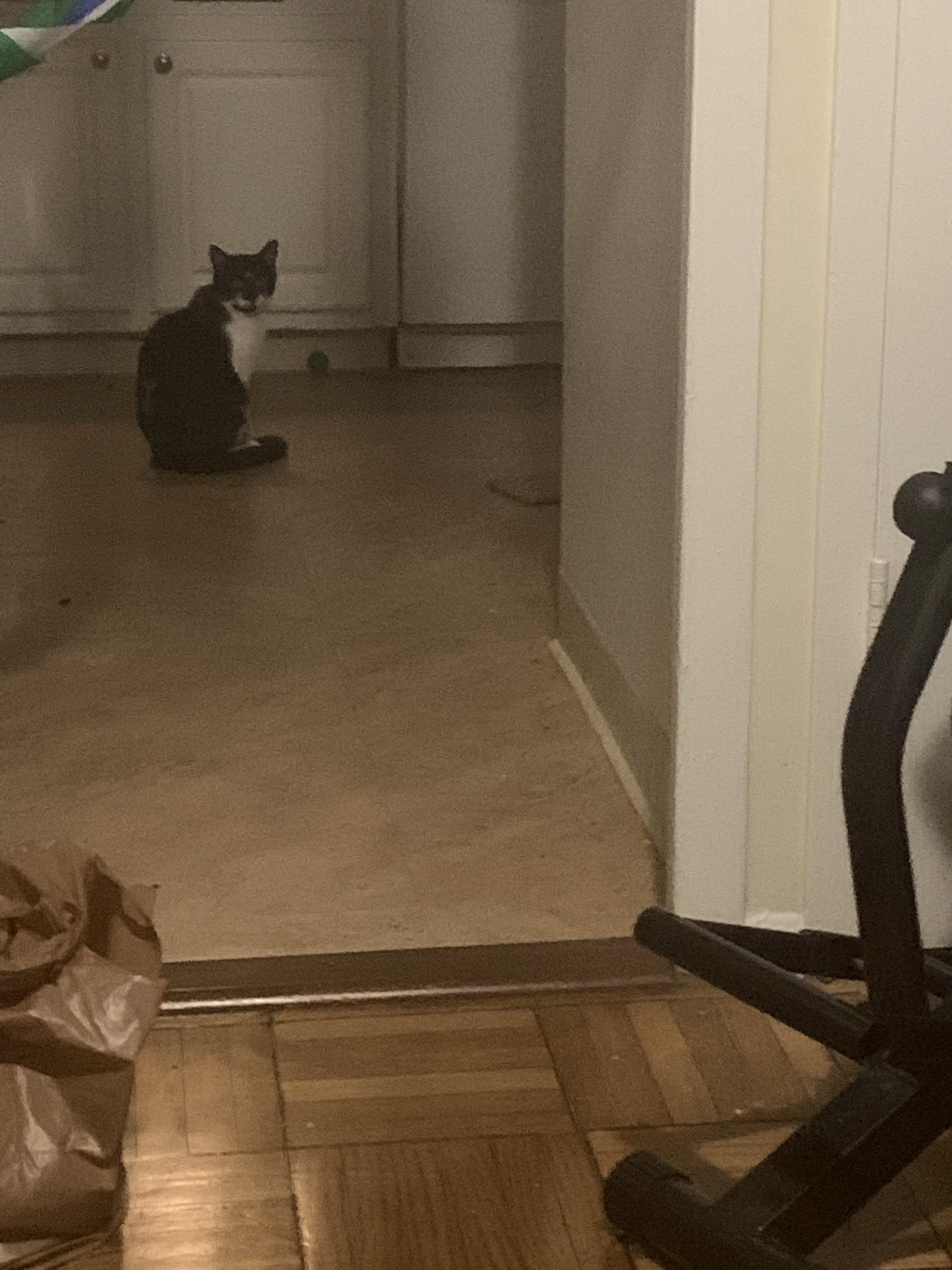 Why does my cat randomly squat on the floor of the kitchen doing