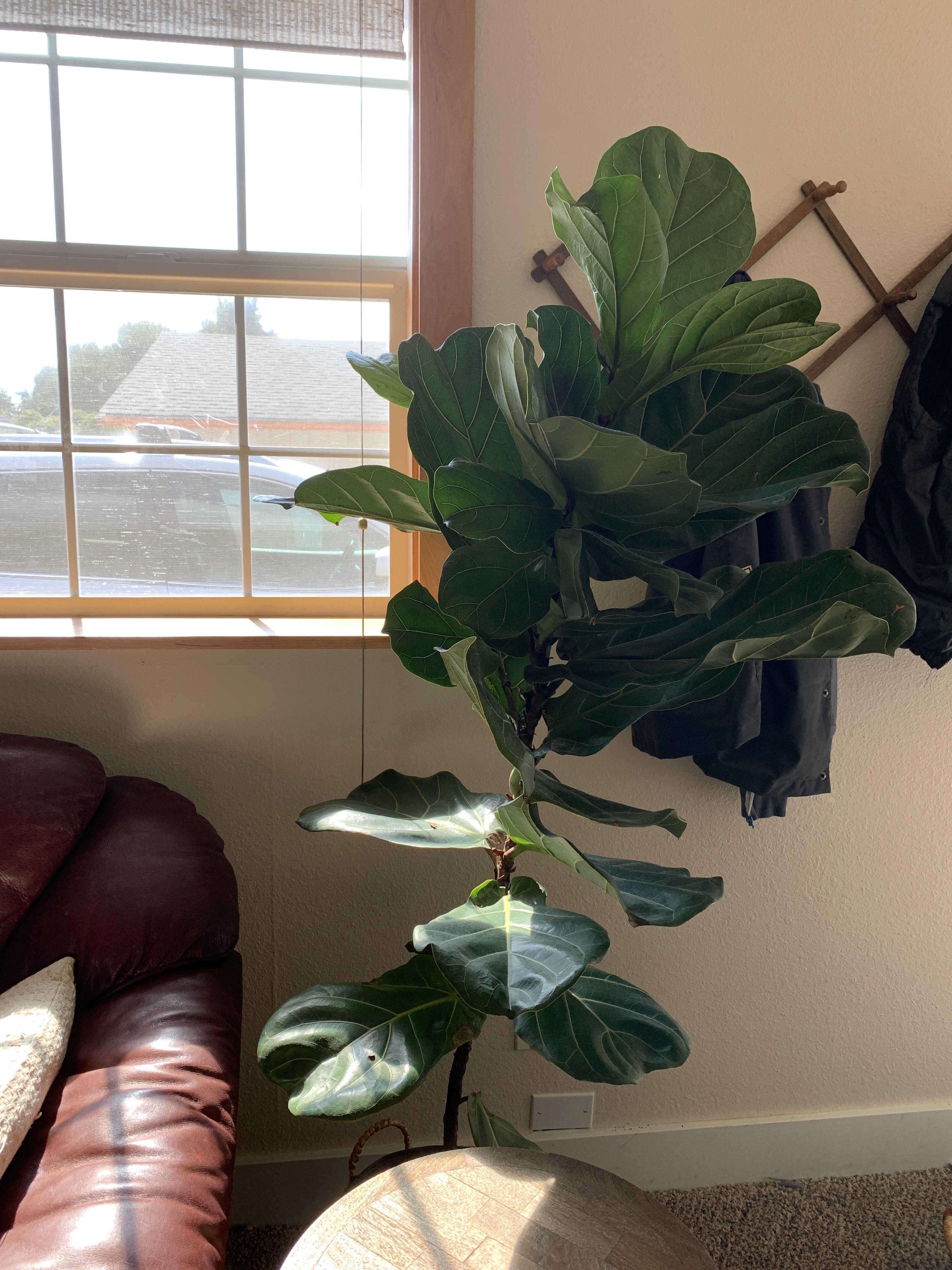 Leaning fiddle leaf fig. I know they usually lean toward light but