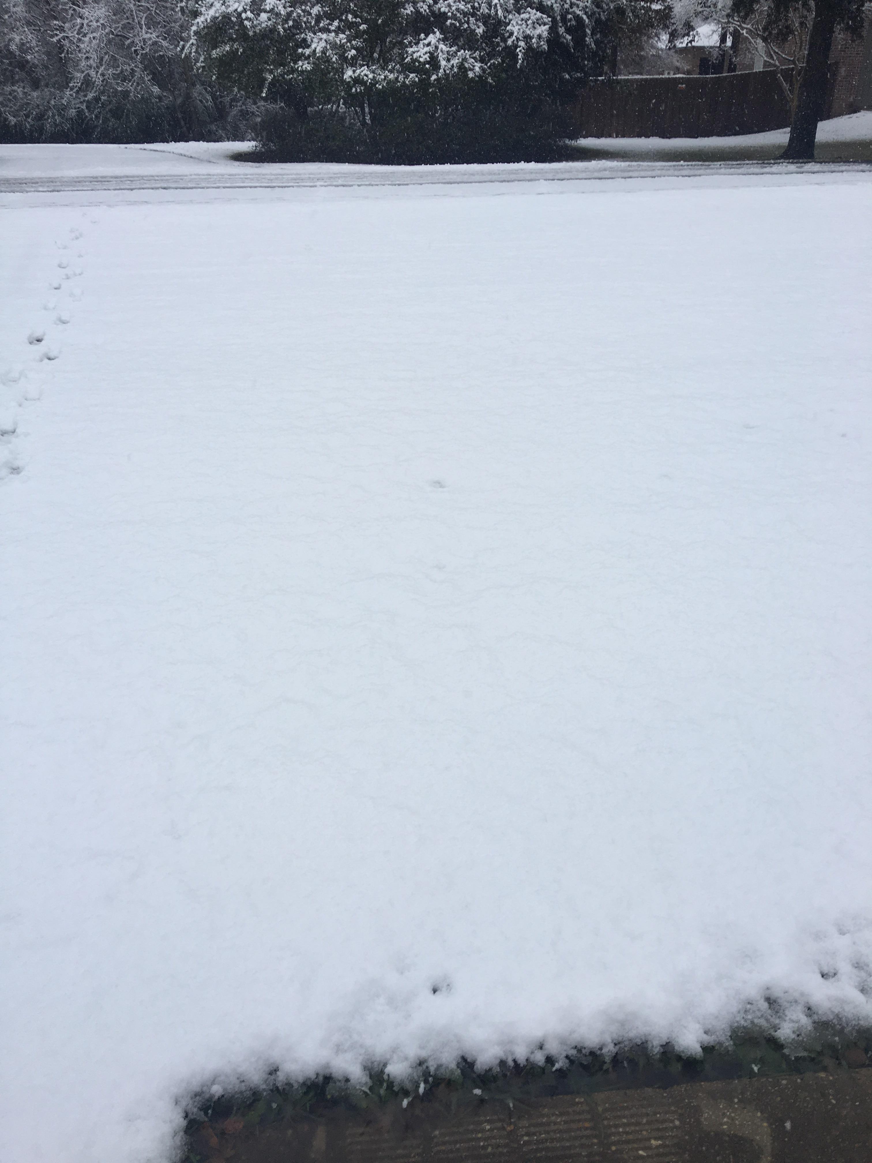 It’s snowing. In Louisiana. How. mildlyinteresting