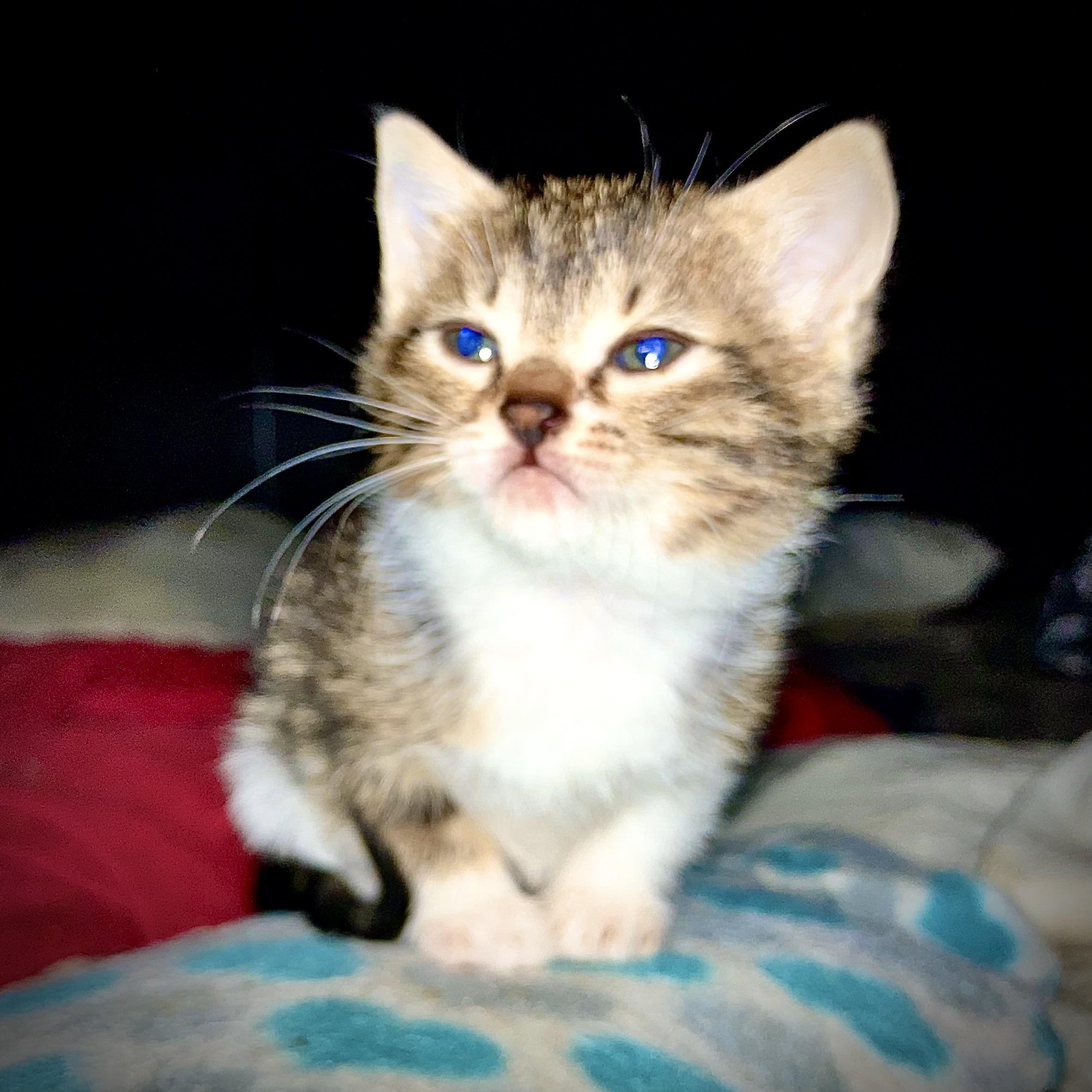 Micro kitten, smaller than a fest r/IllegallySmolCats