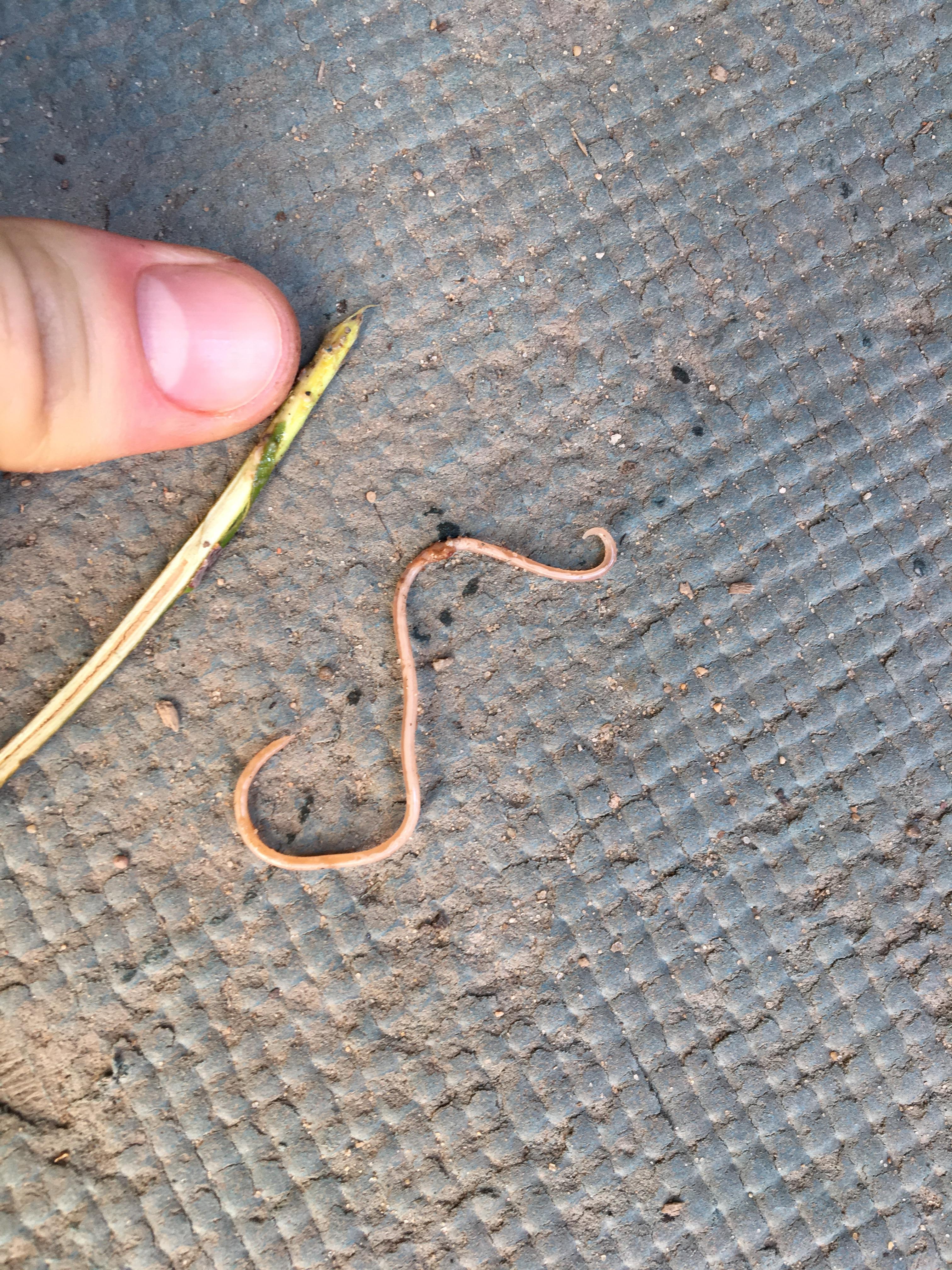 My dog just puked this worm. Can't understand wether this is a parasite
