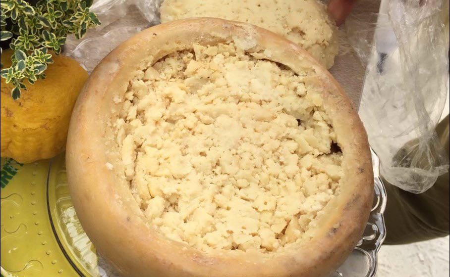 This is Casu marzu, it is the world’s most dangerous cheese because it