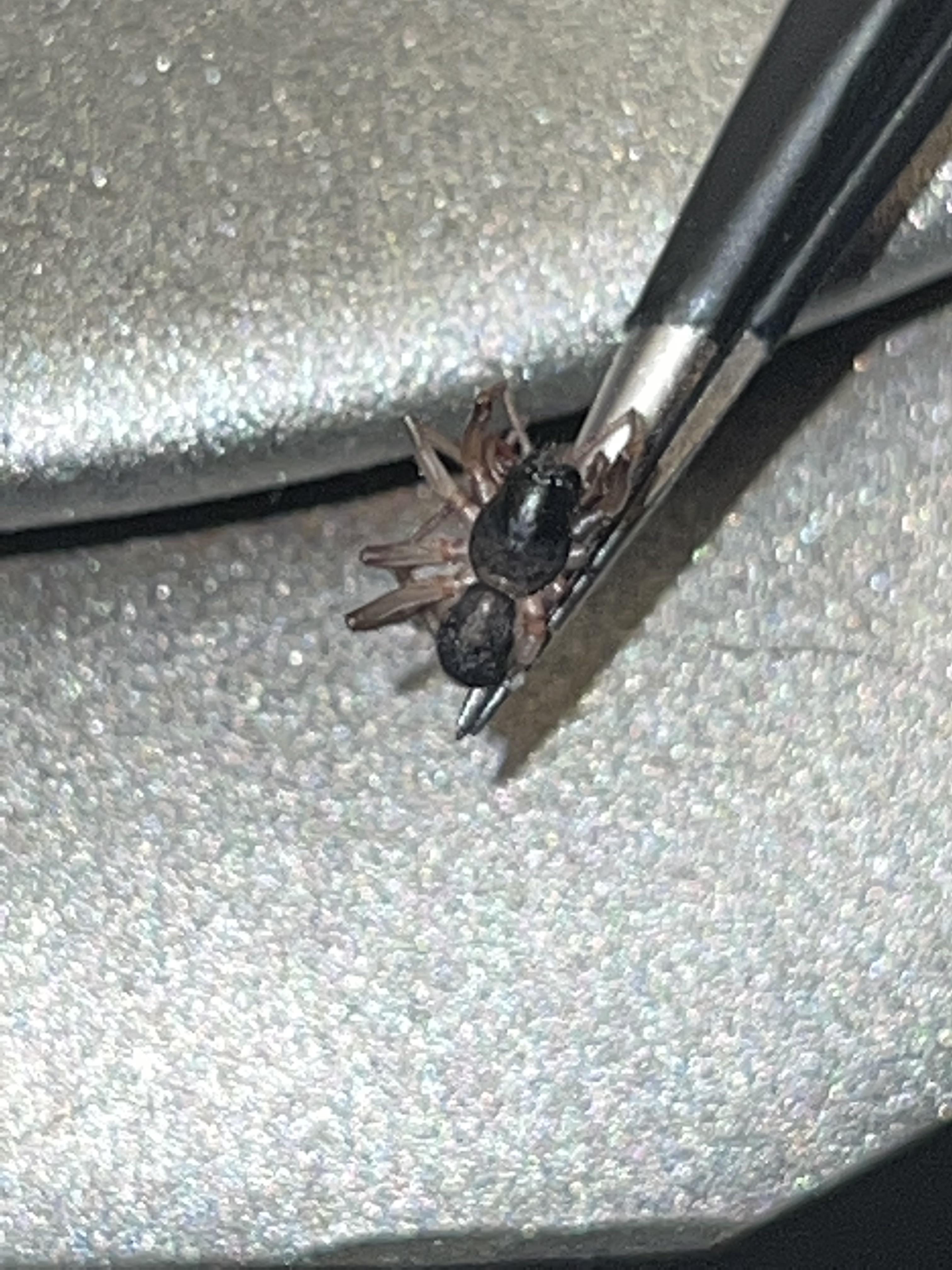 Anyone know what kind of spider this is? He unfortunately didn’t make