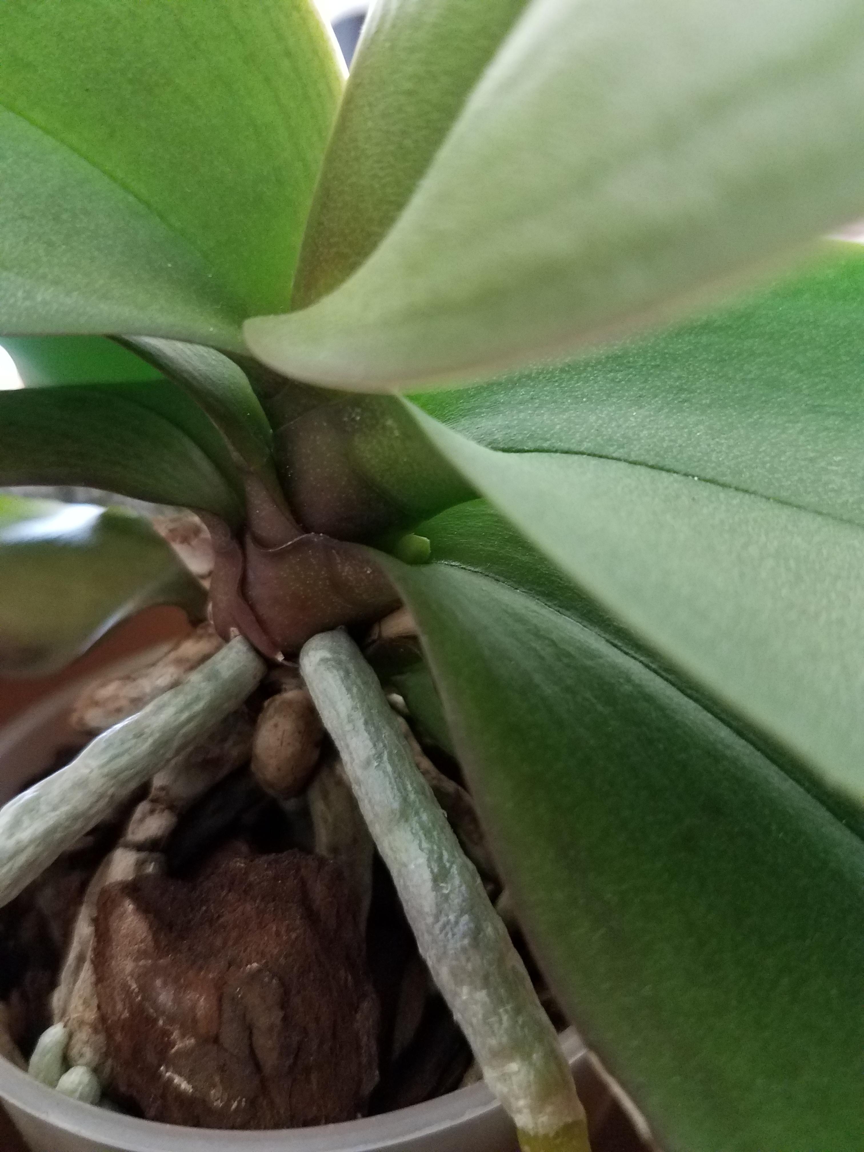 Bought this orchid back in July from Kroger, and it's putting out a