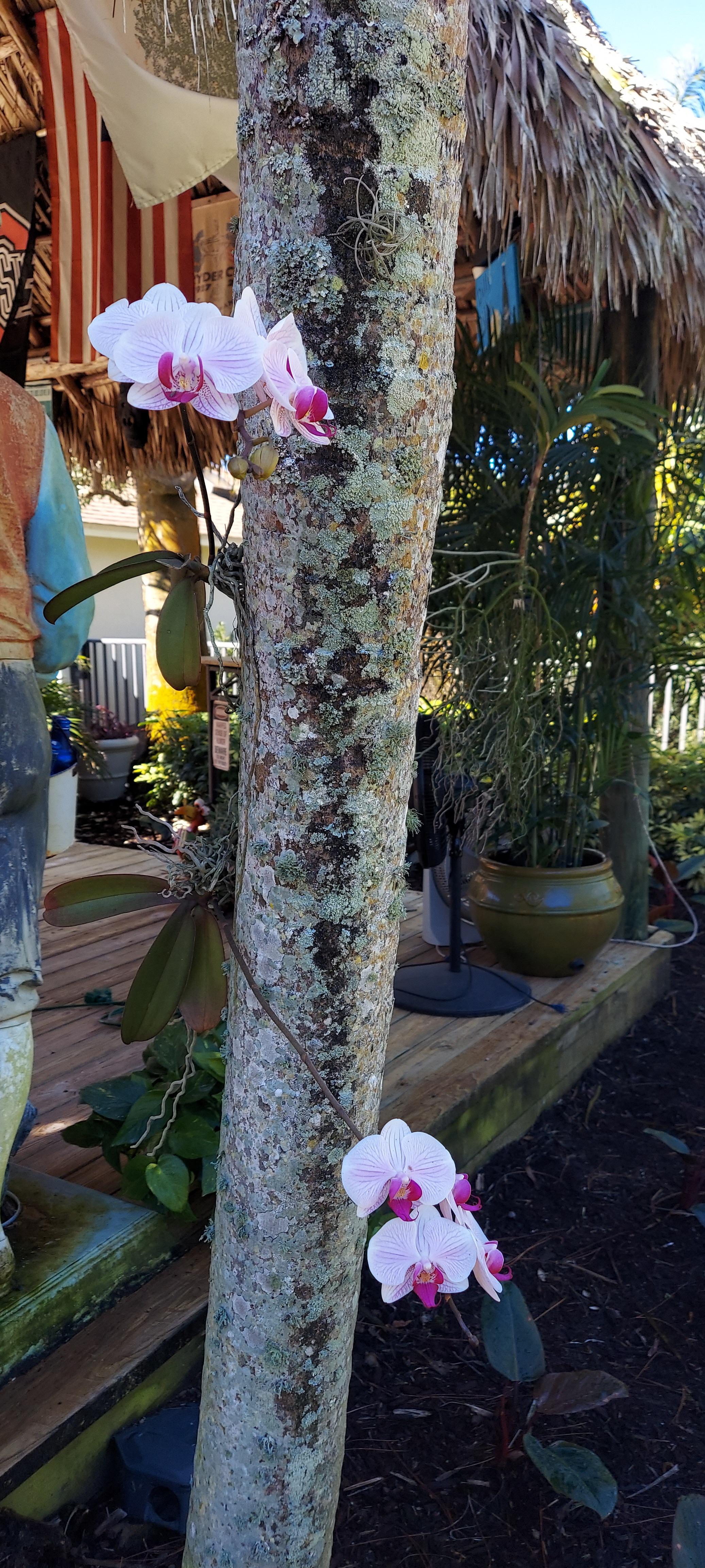 Mounted orchids. South Florida r/orchids