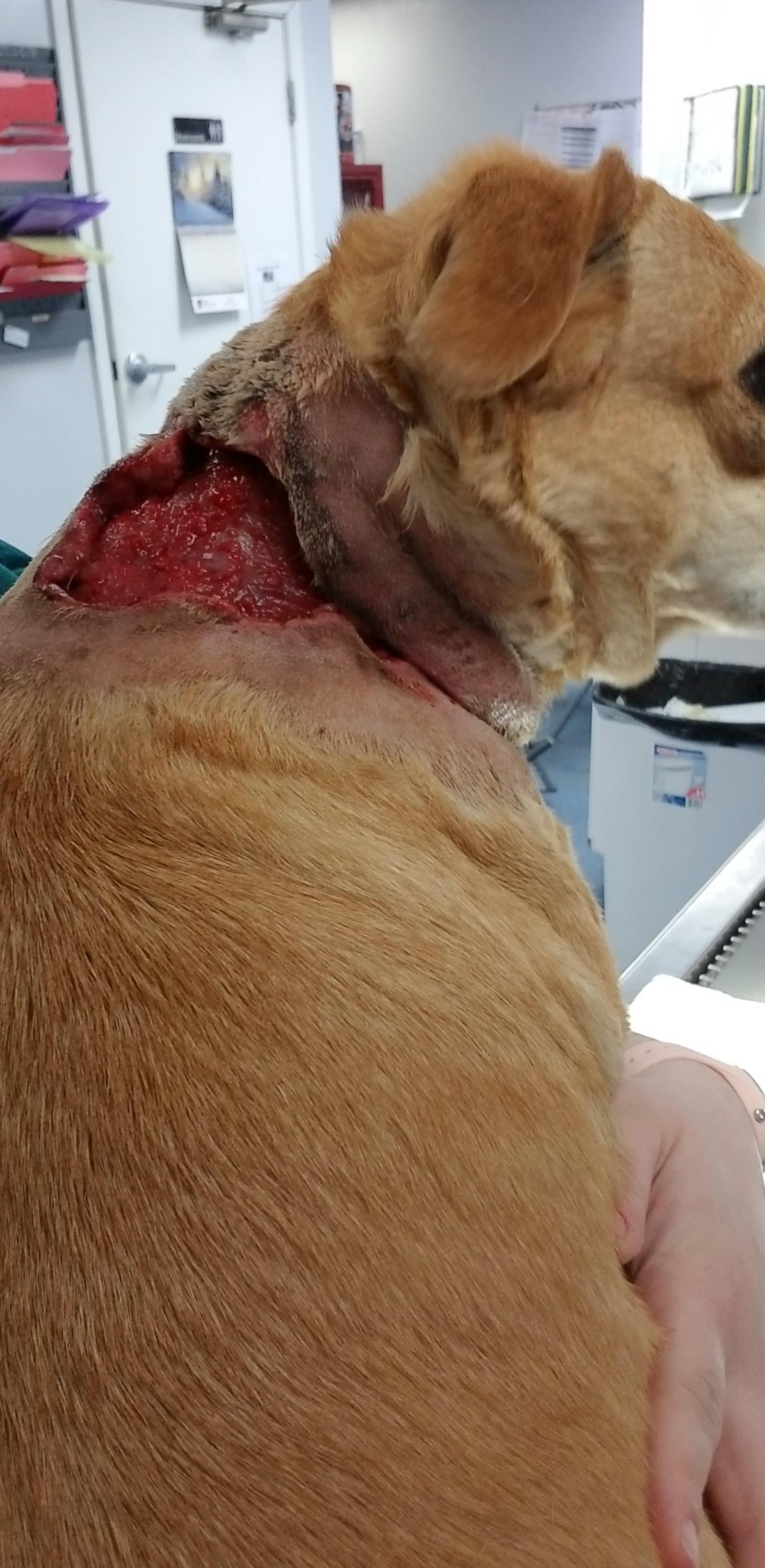 Dog bite wound untreated for a week turned into necrosis. This is after