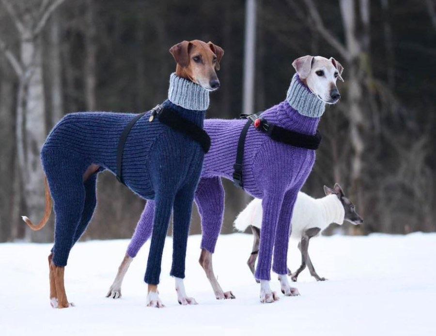 These incedibly stylish dogs r/mildlyinteresting