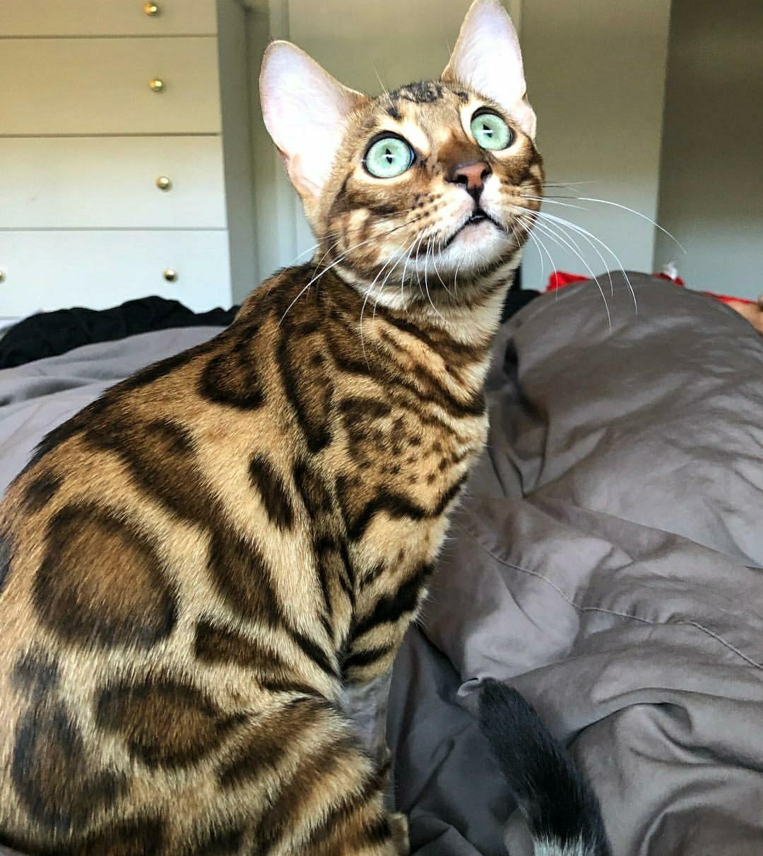 I brought home an ocelot r/cats