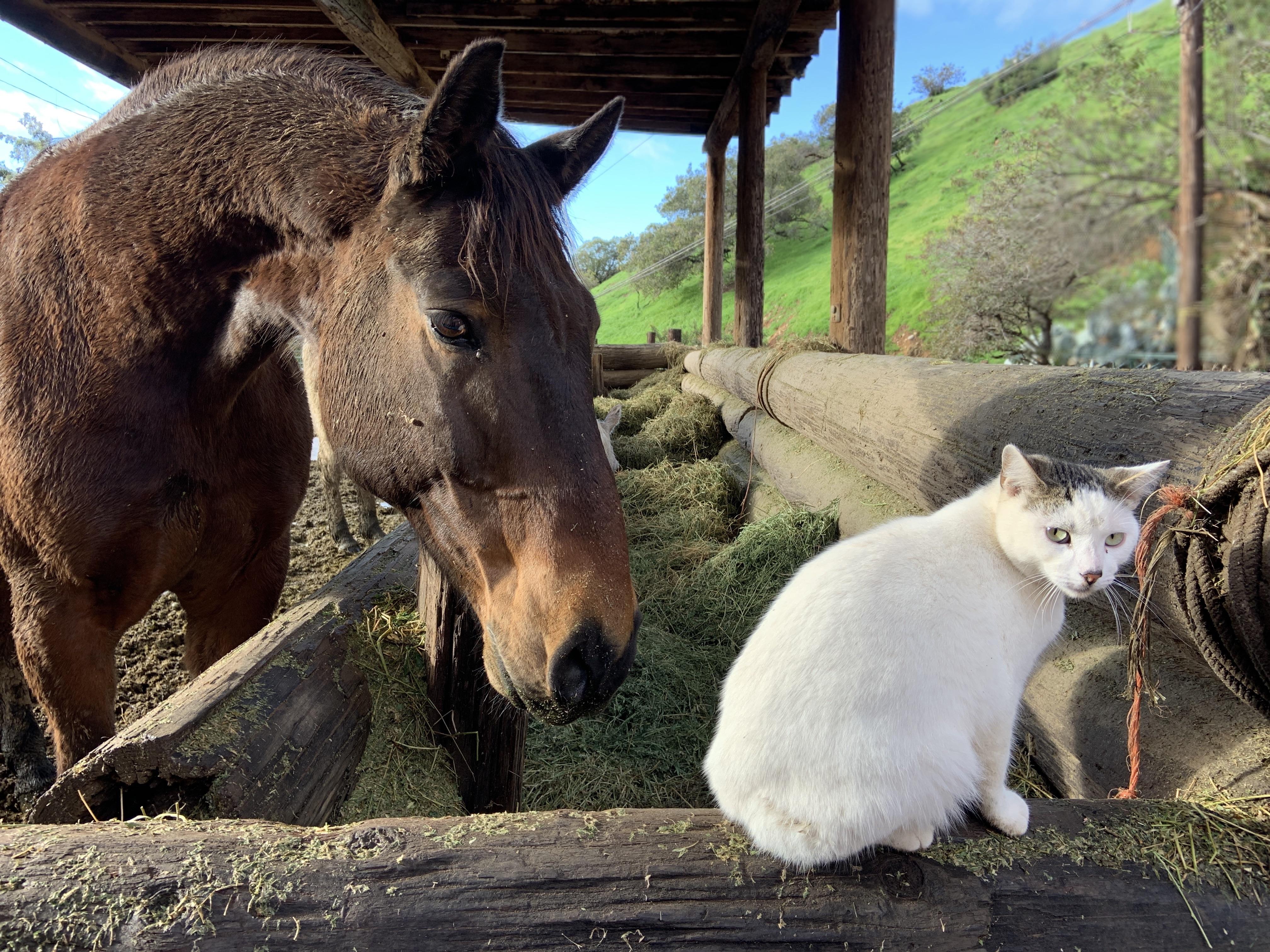 Best barn cat ever r/Eyebleach