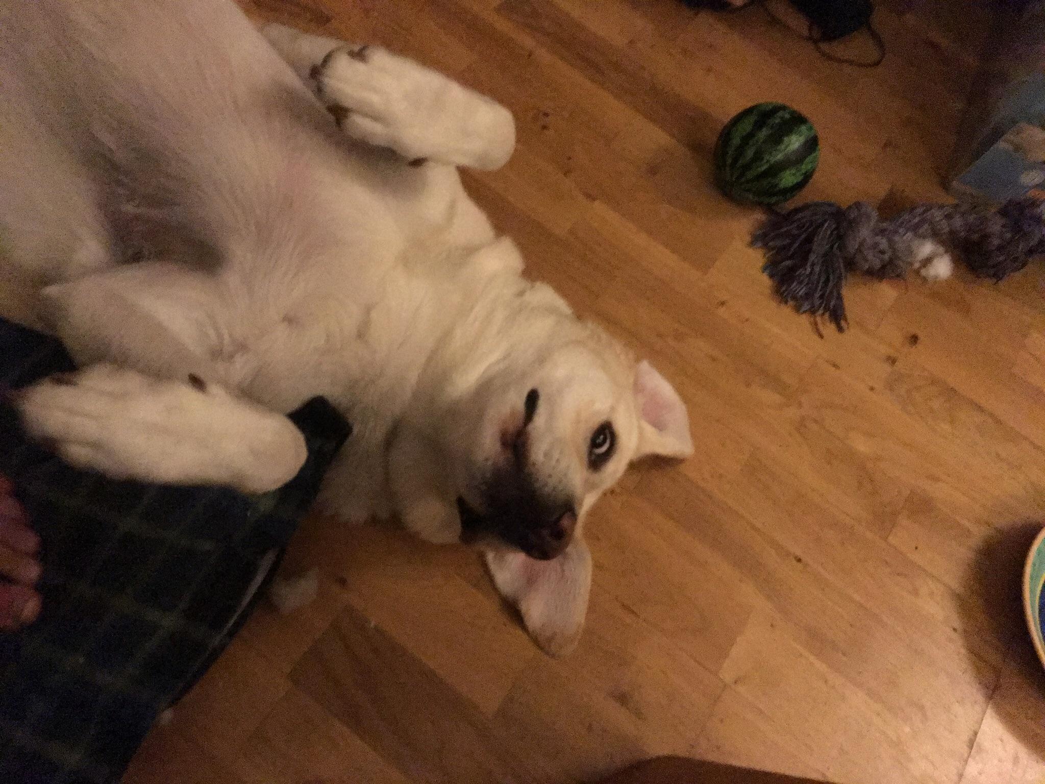 Anyone else’s grown up lab still do puppy chews? I tell him “gentle