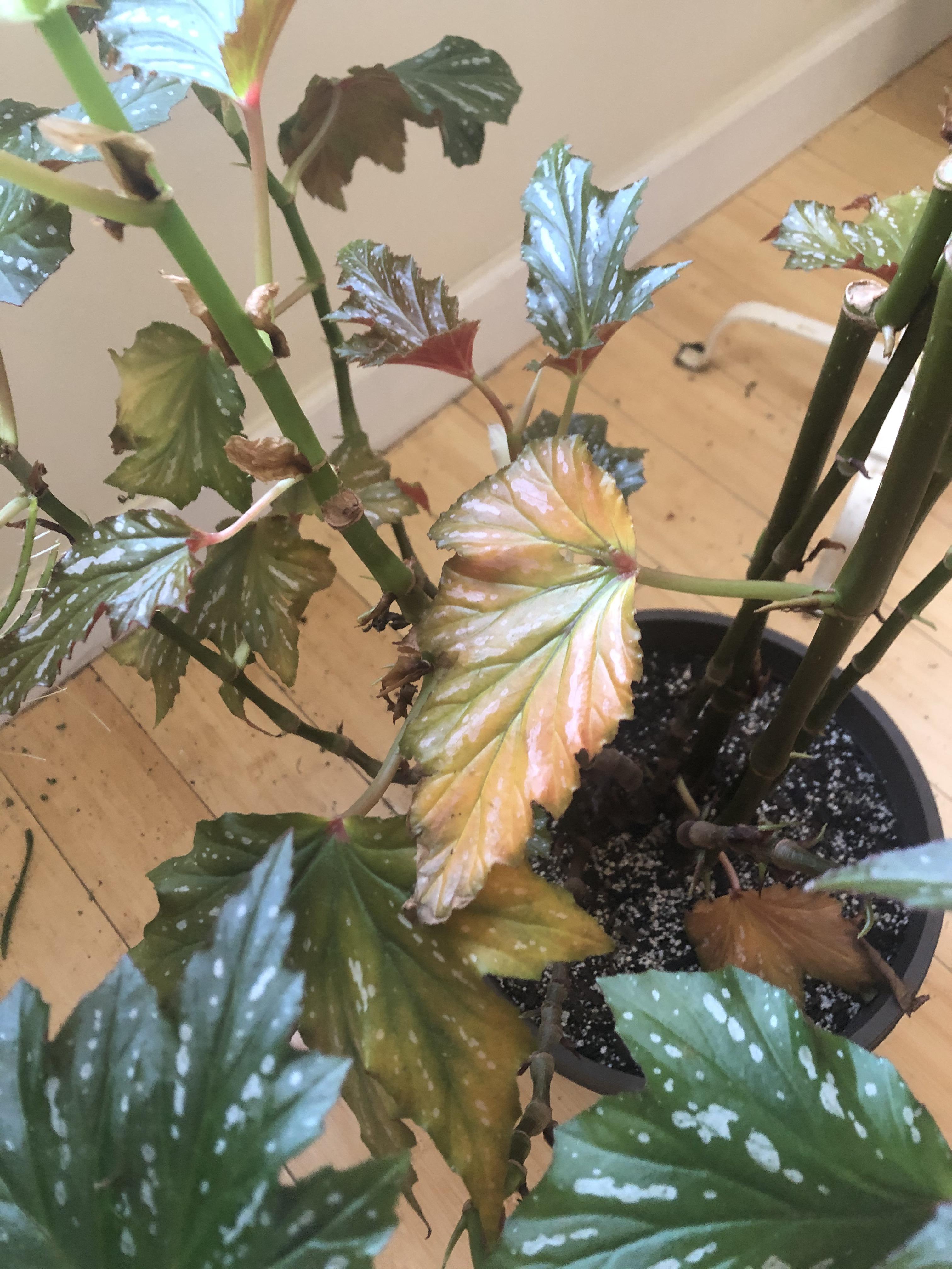 My prized begonia’s leaves are turning yellow and falling off, help
