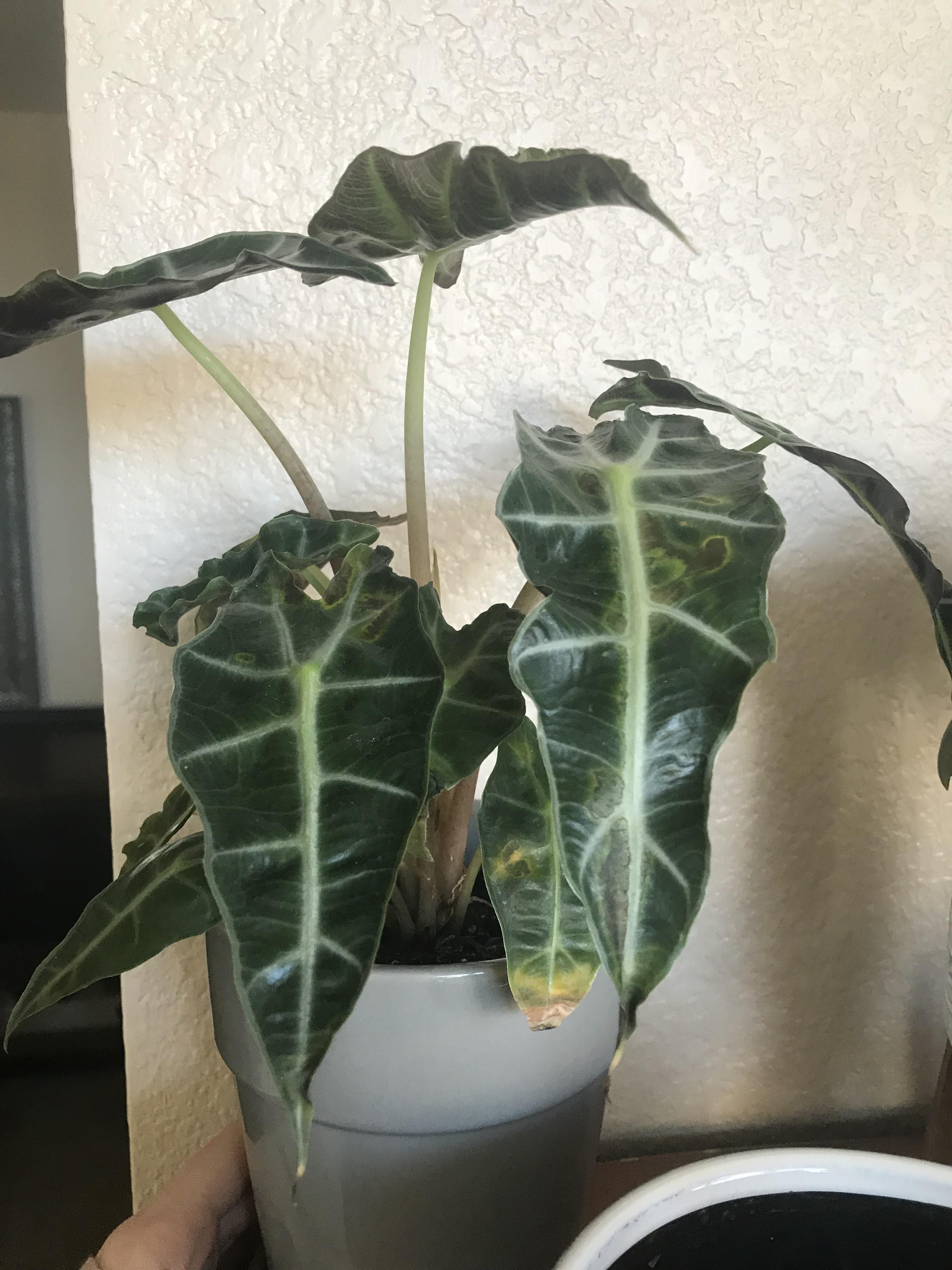 My African mask plant has burnt looking edges and spots on its leaves