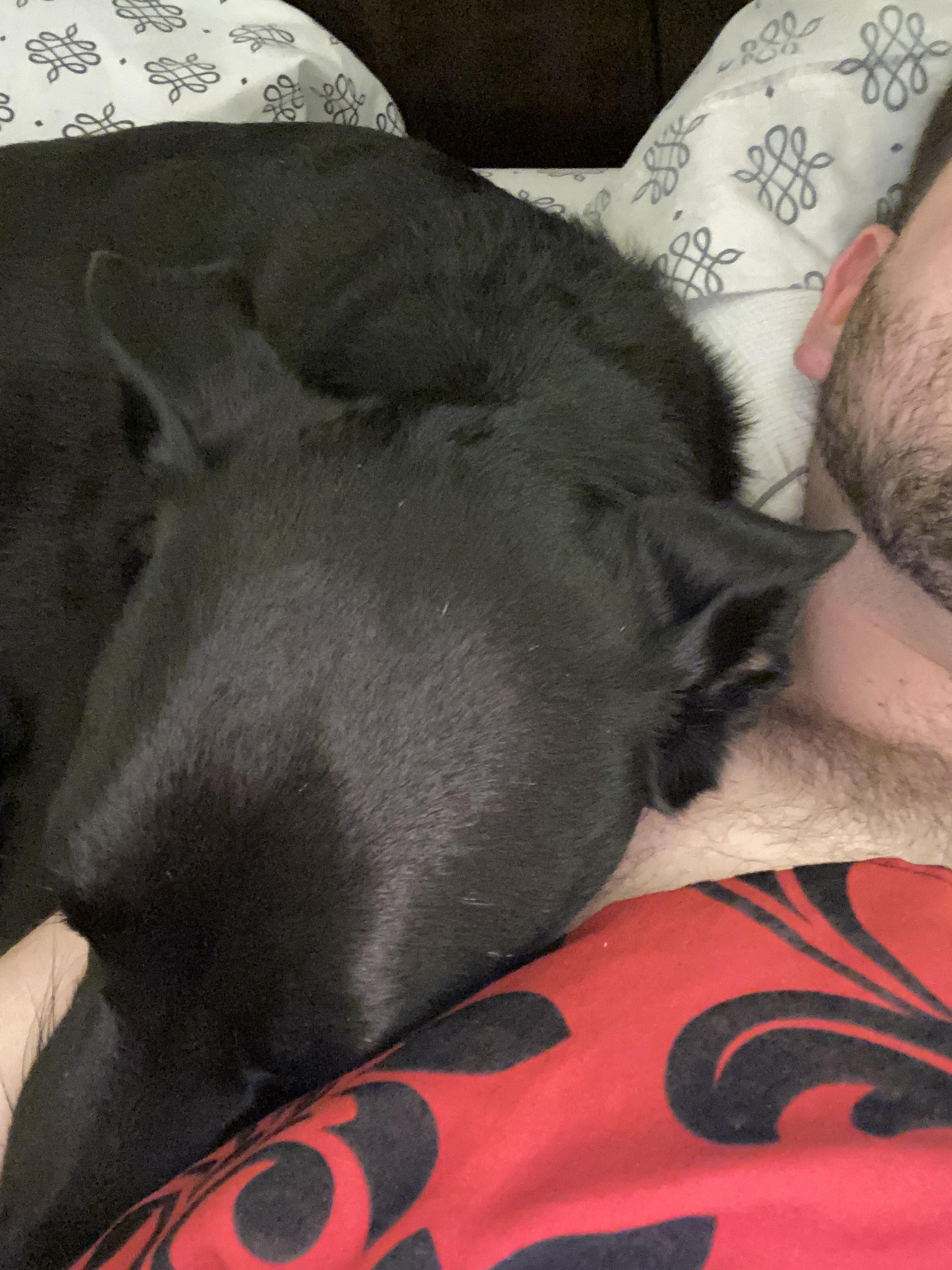 My dog SUDDENLY started cuddling me near my head. Kind of worried