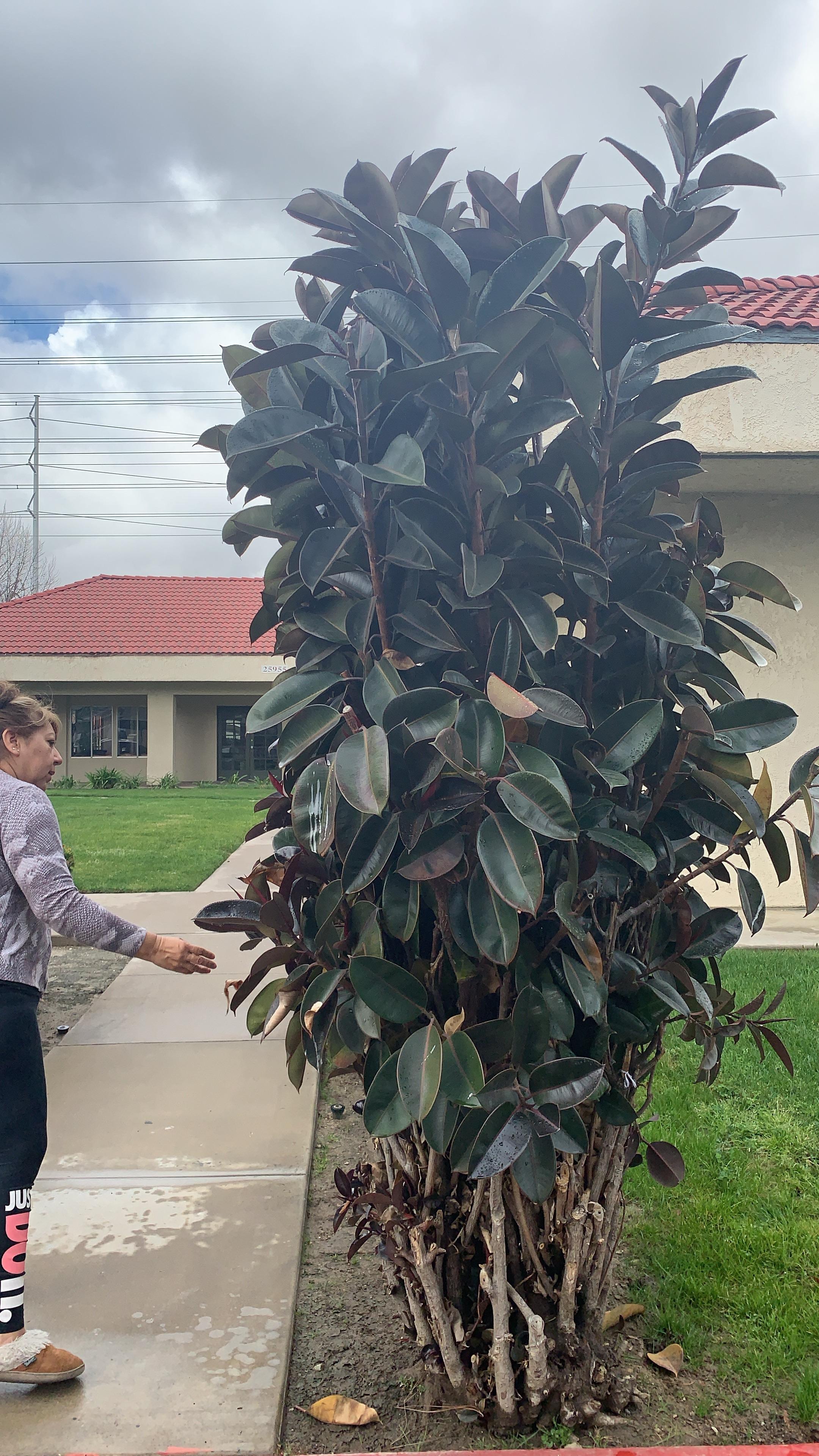 Found a big rubber tree. Mom for scale. r/gardening
