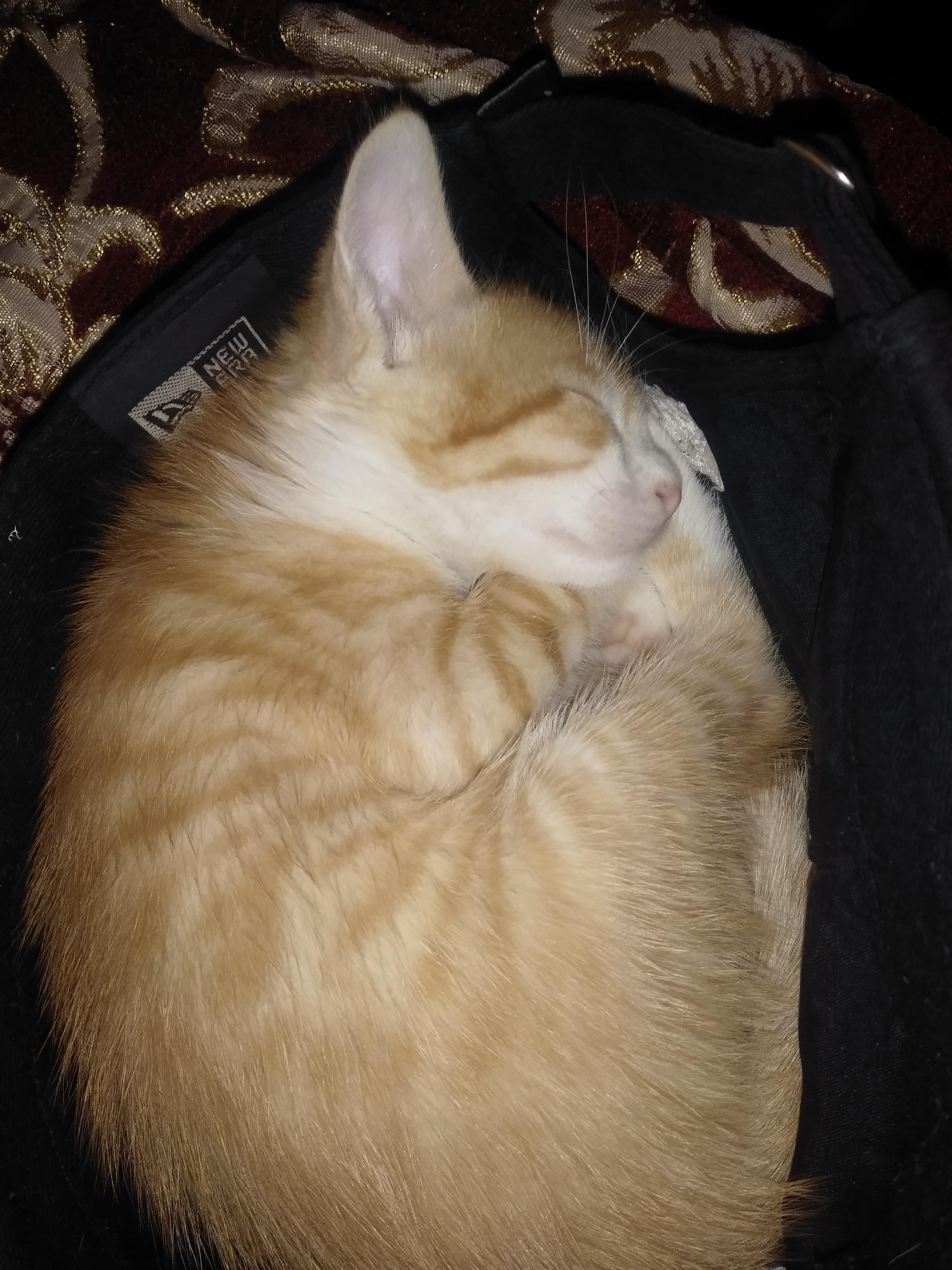 My kitten suddenly died today for unknown reasons atm, I'm so