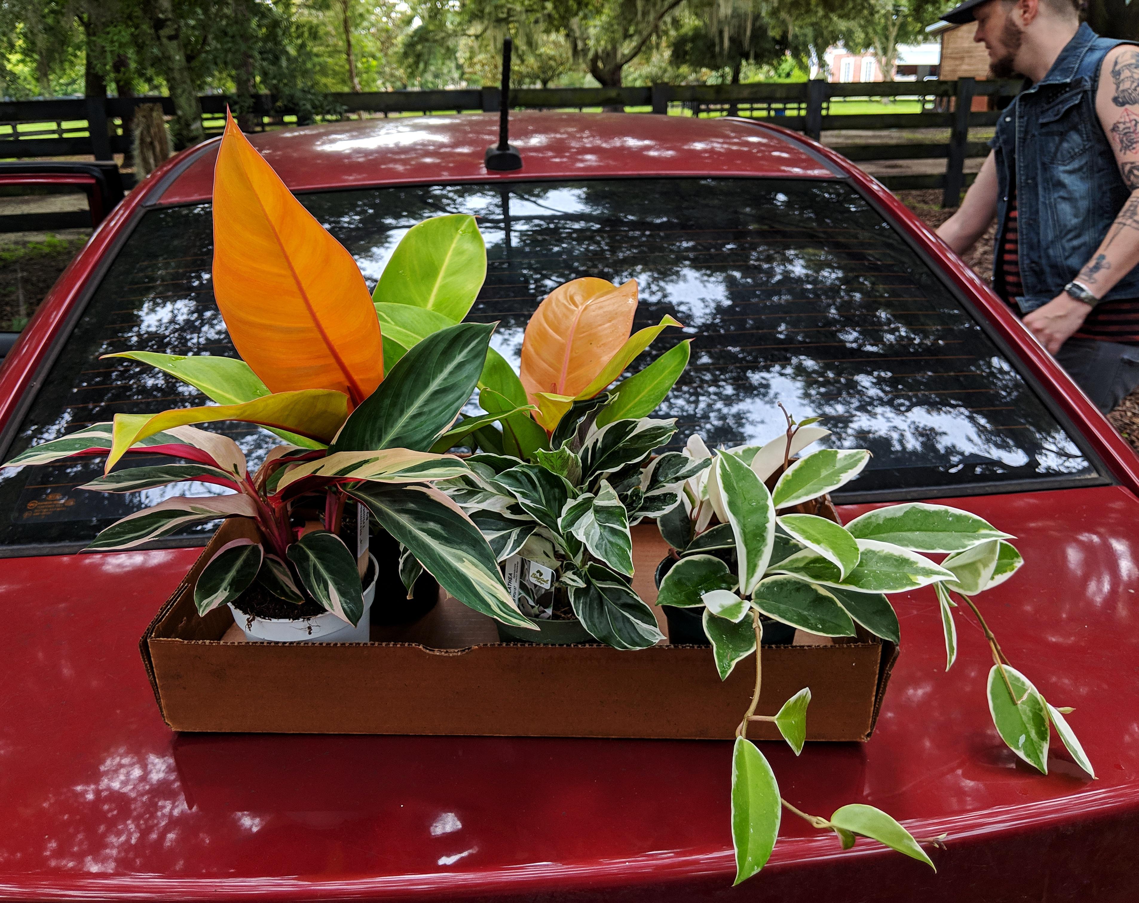 Small haul of the day thanks to Gabriella Plants!!