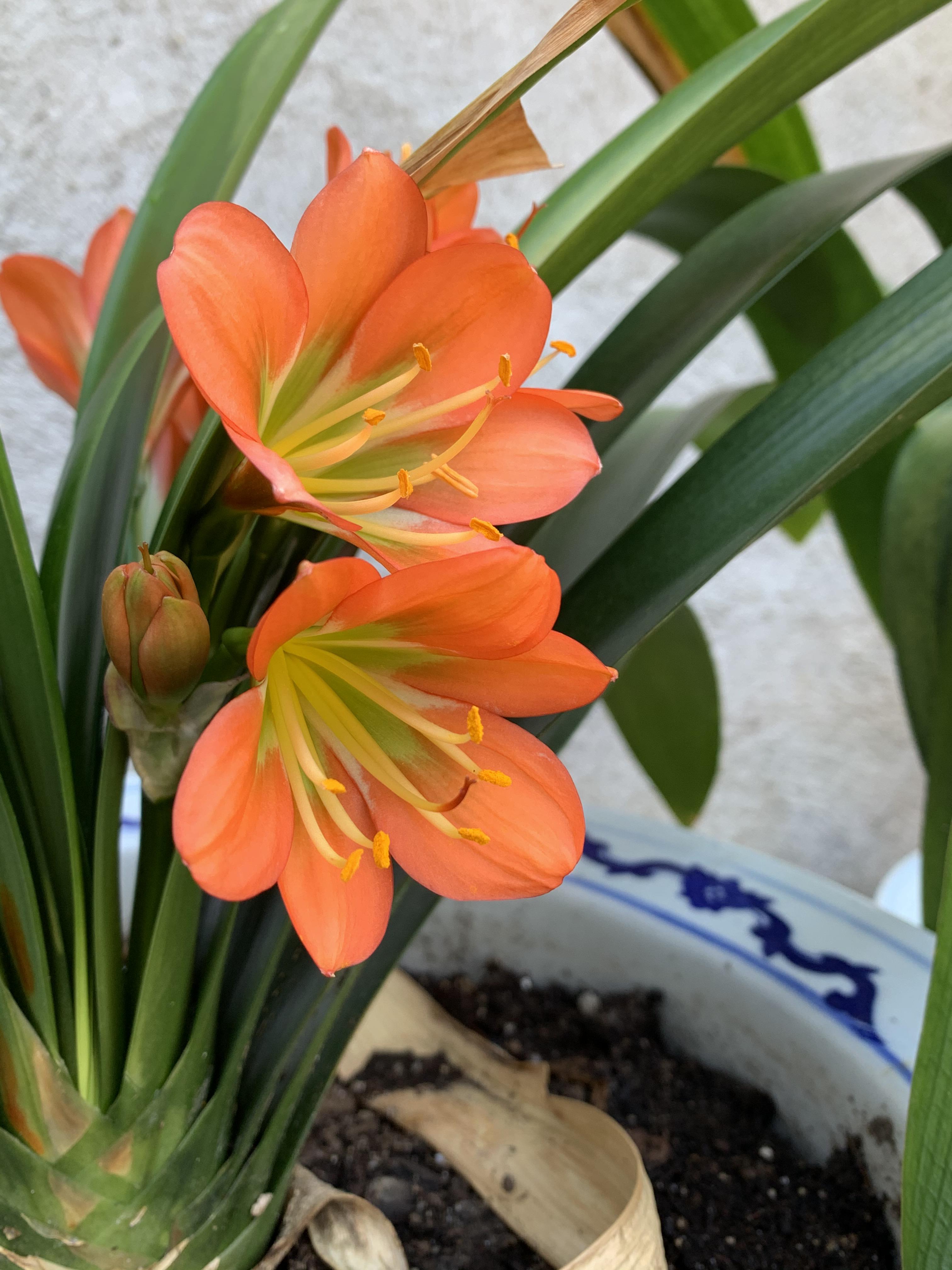Lilies! r/gardening